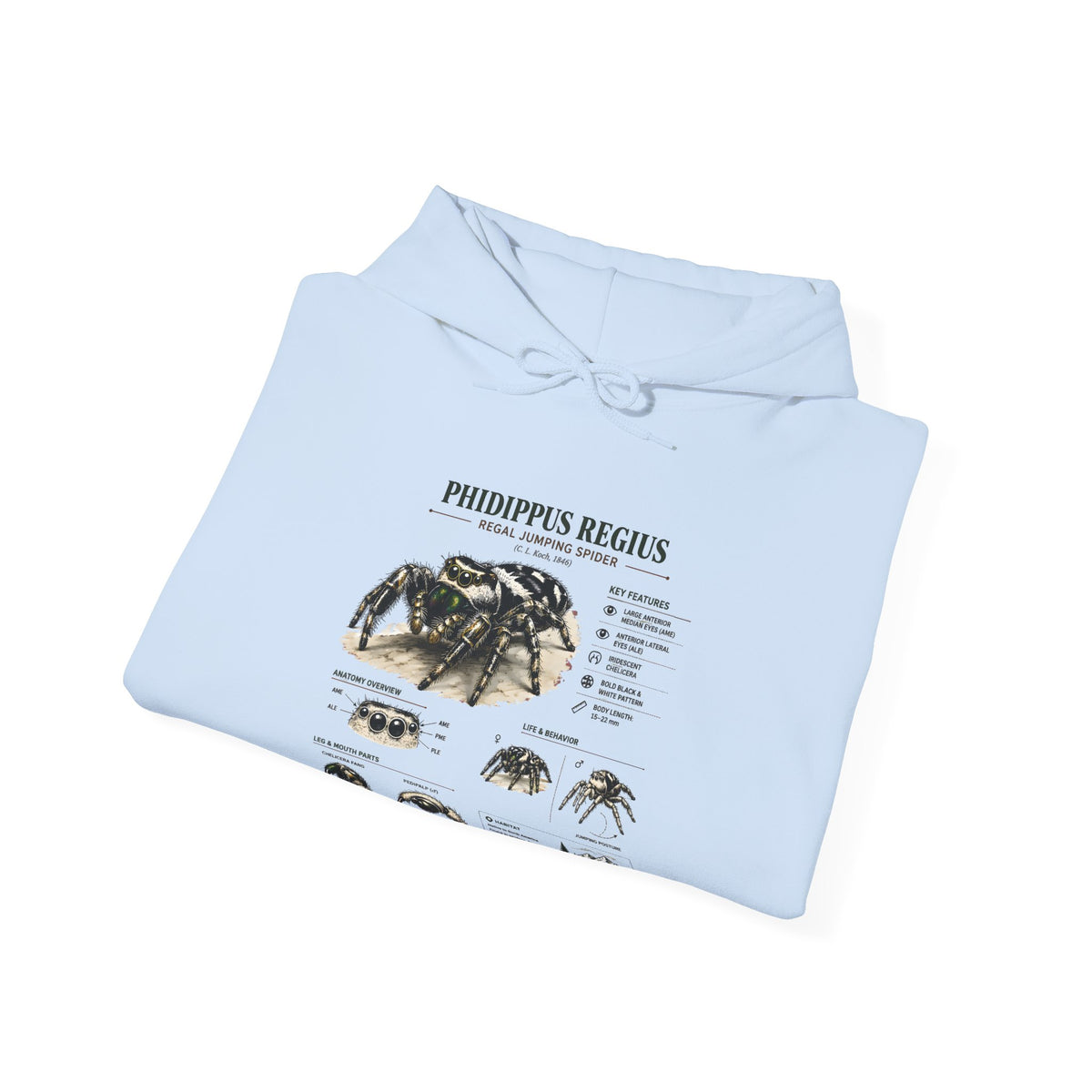 Tarantula Species Hoodie — Phidippus Regius Educational Spider Sweatshirt
