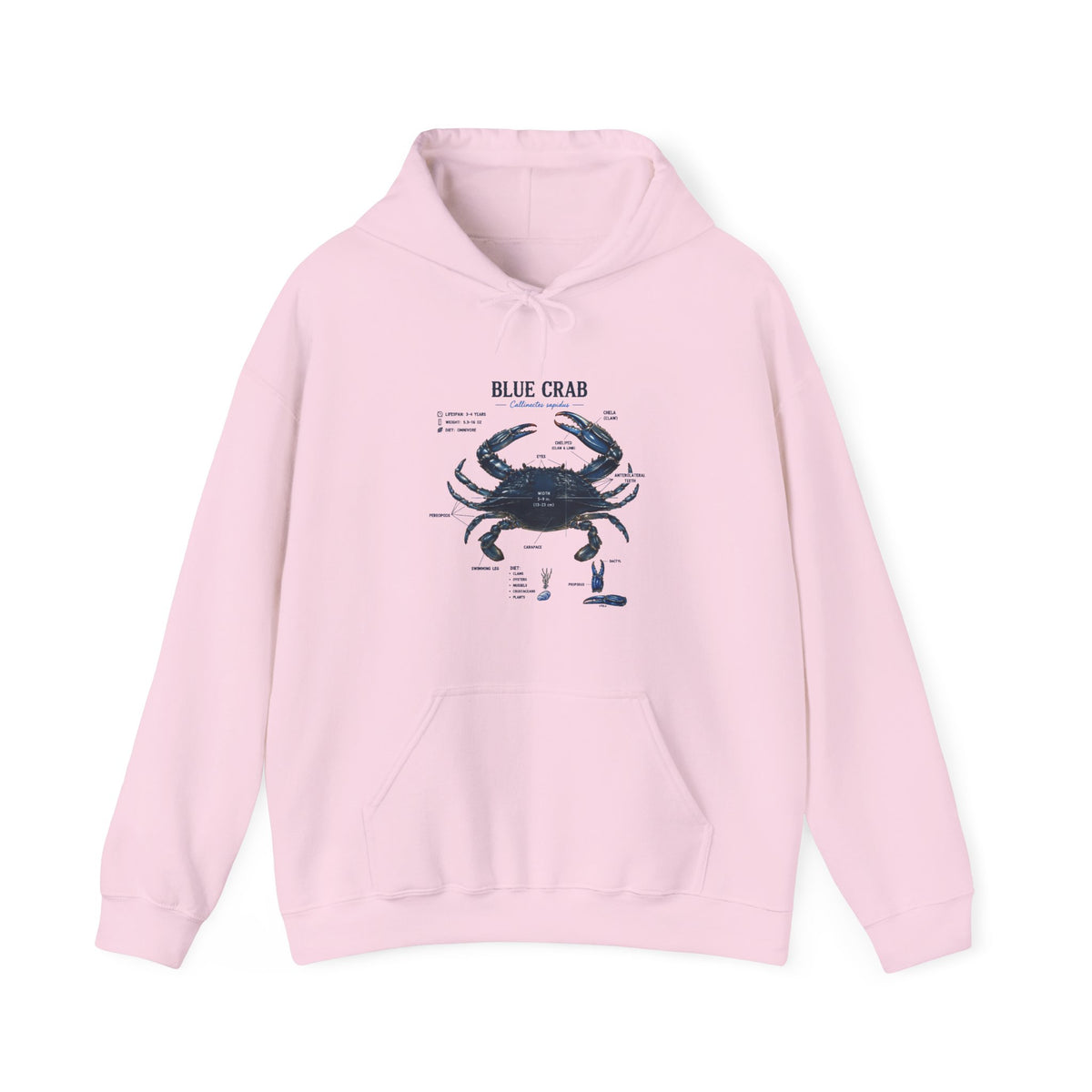 Blue Crab Anatomy Hoodie — Nautical Marine Biology Graphic Sweatshirt Main image