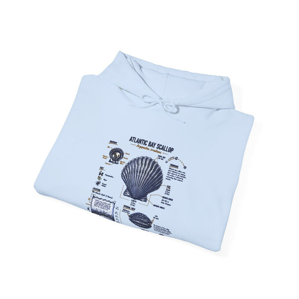 Seashell Anatomy Hoodie – Nautical Beach Diagram Sweatshirt