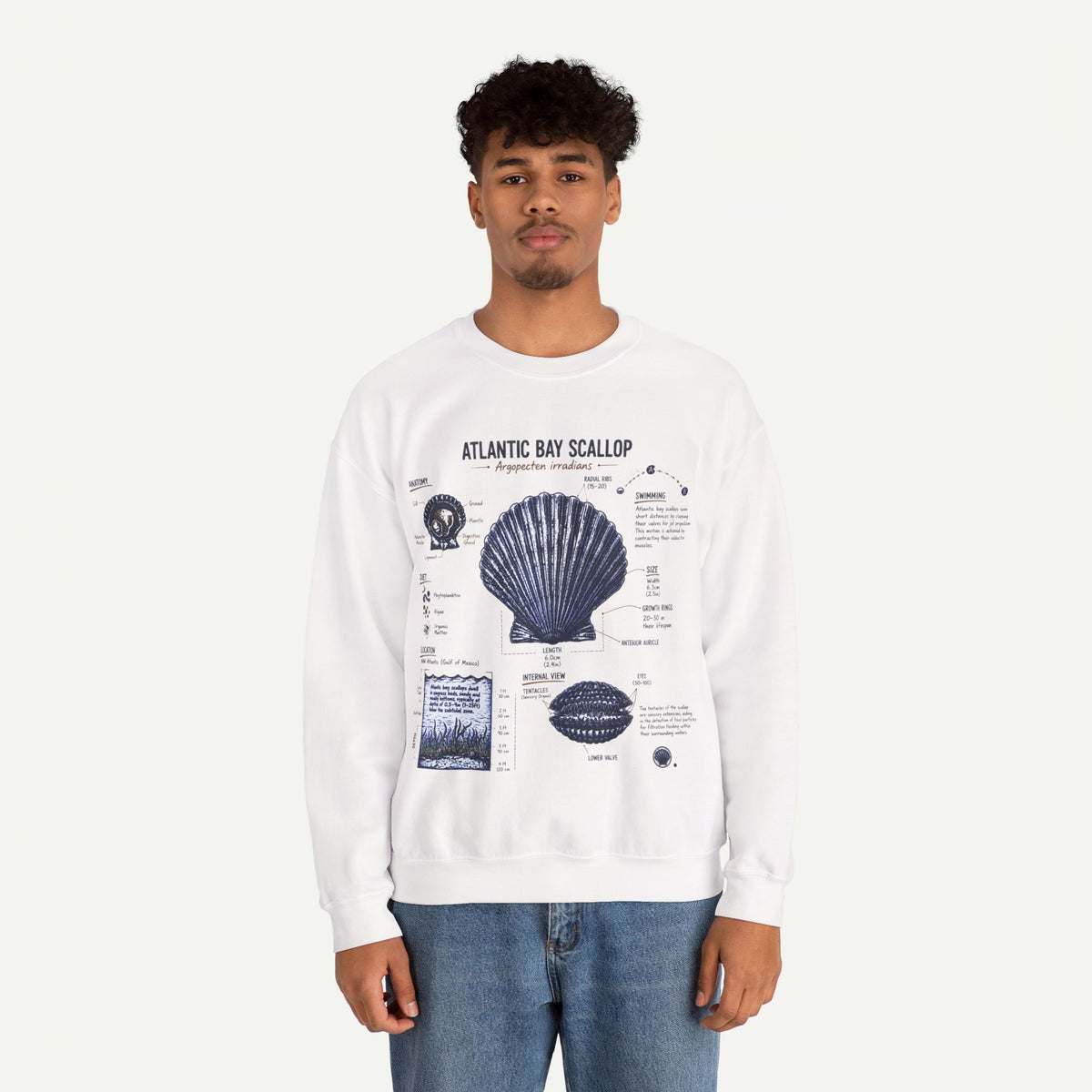 Scallop Anatomy Sweatshirt — Atlantic Bay Seashell Illustration Crewneck