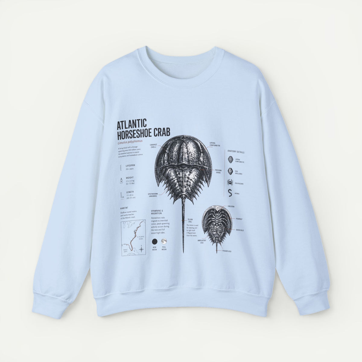 Horseshoe Crab Anatomy Sweatshirt — Atlantic Horseshoe Crab Illustration Crewneck
