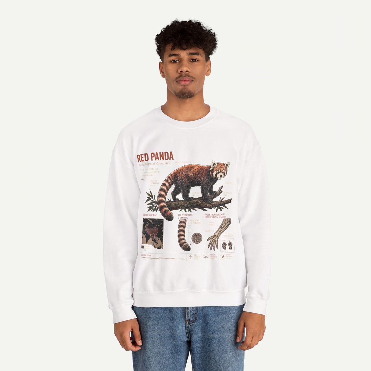 Red Panda Anatomy Sweatshirt — Vintage Wildlife Crewneck