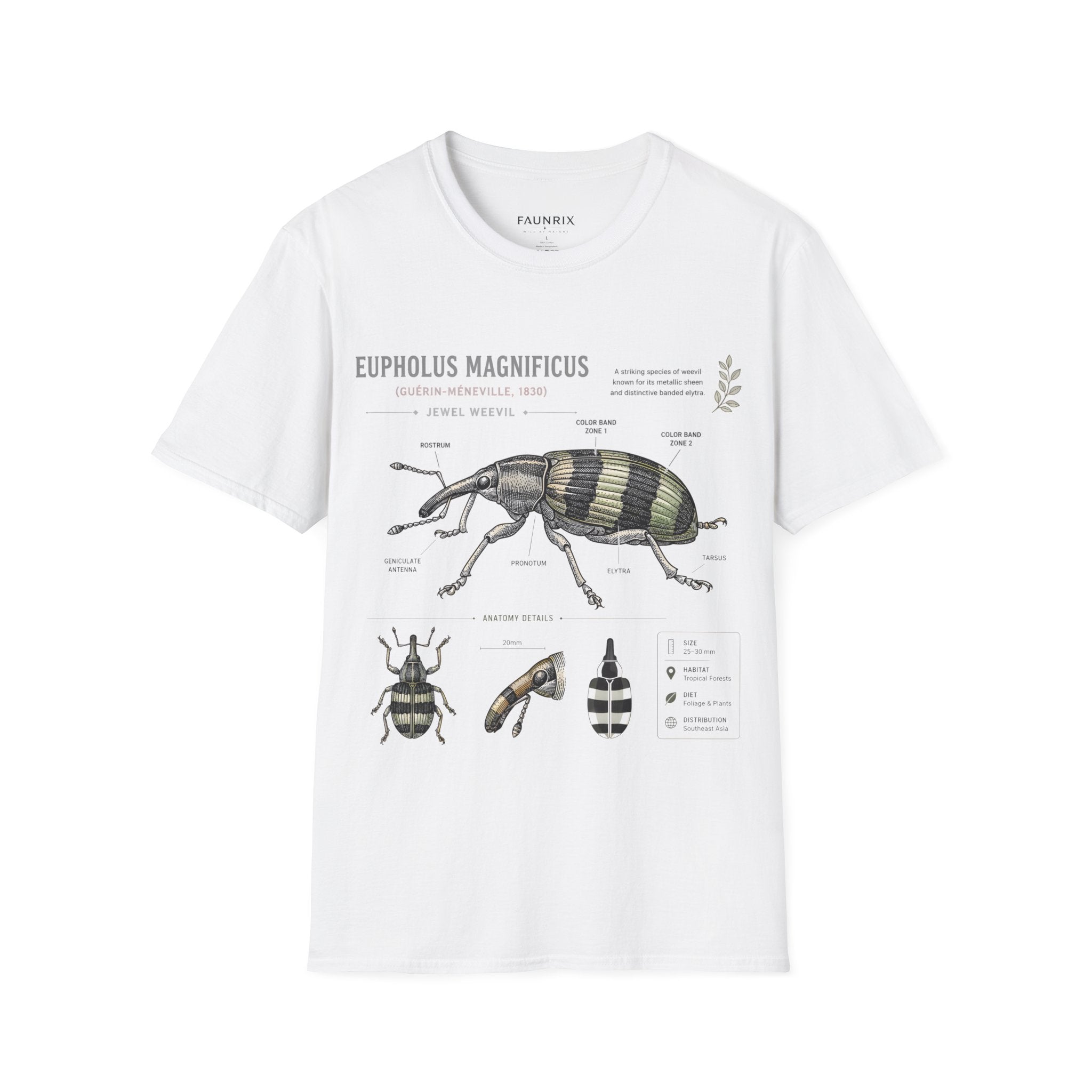Vintage Botanical Beetle Anatomy T-Shirt — Eupholus Magnificus Illustration Secondary image