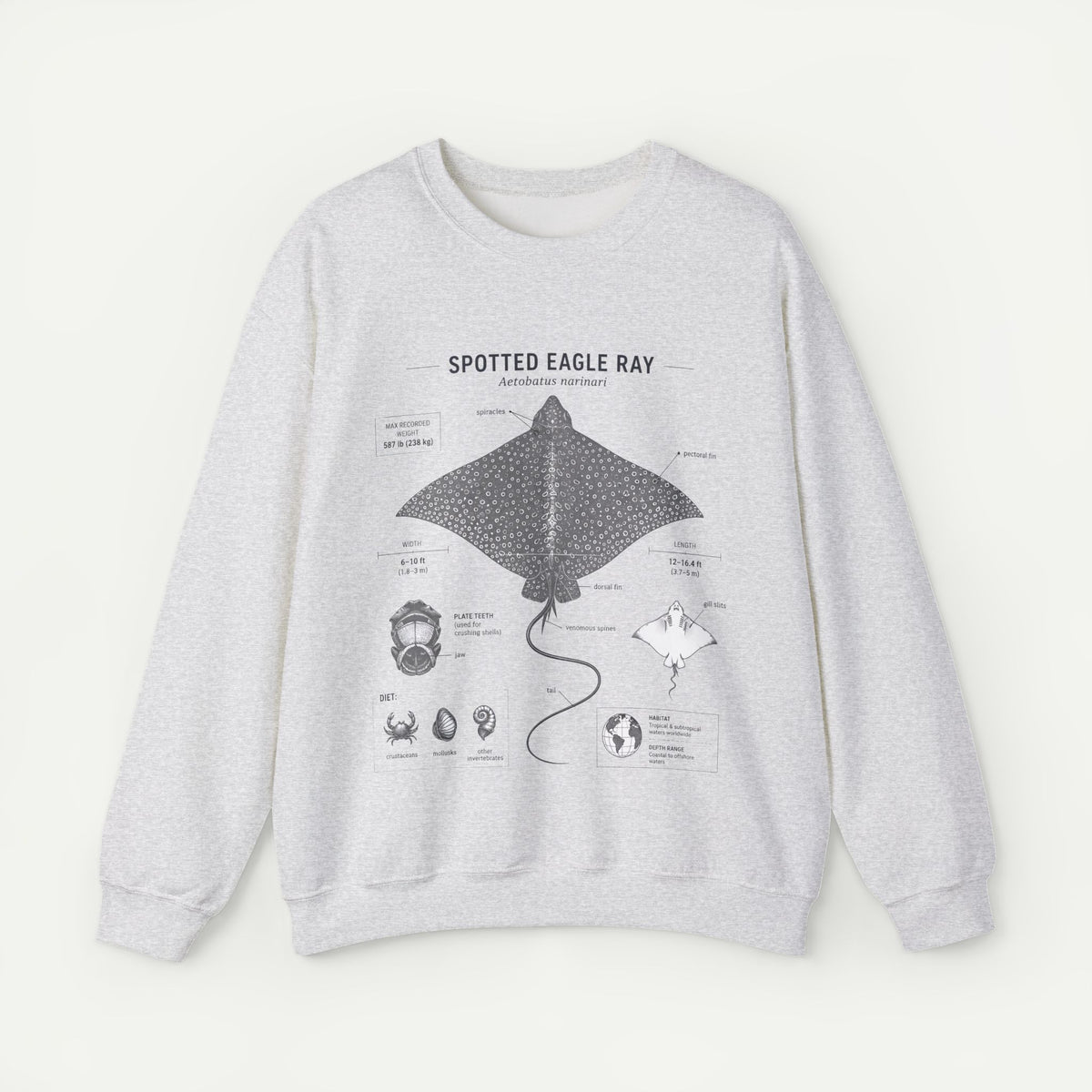 Spotted Eagle Ray Anatomy Sweatshirt – Marine Biology Illustration