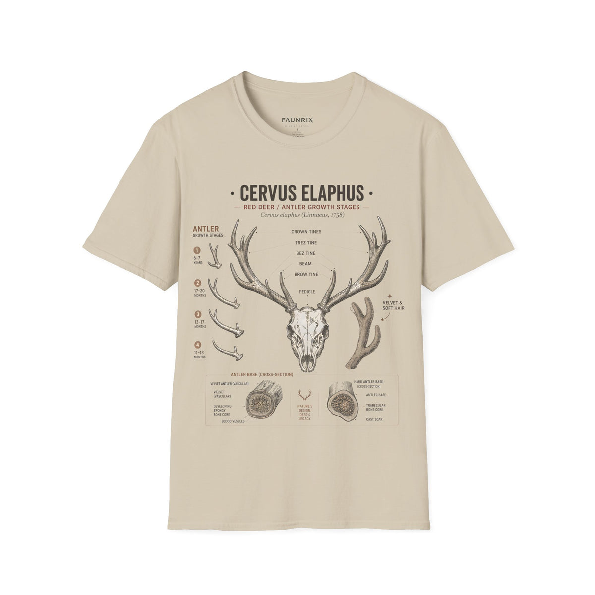 Deer Antler Anatomy T-Shirt — 'Cervus Elaphus' Educational Graphic