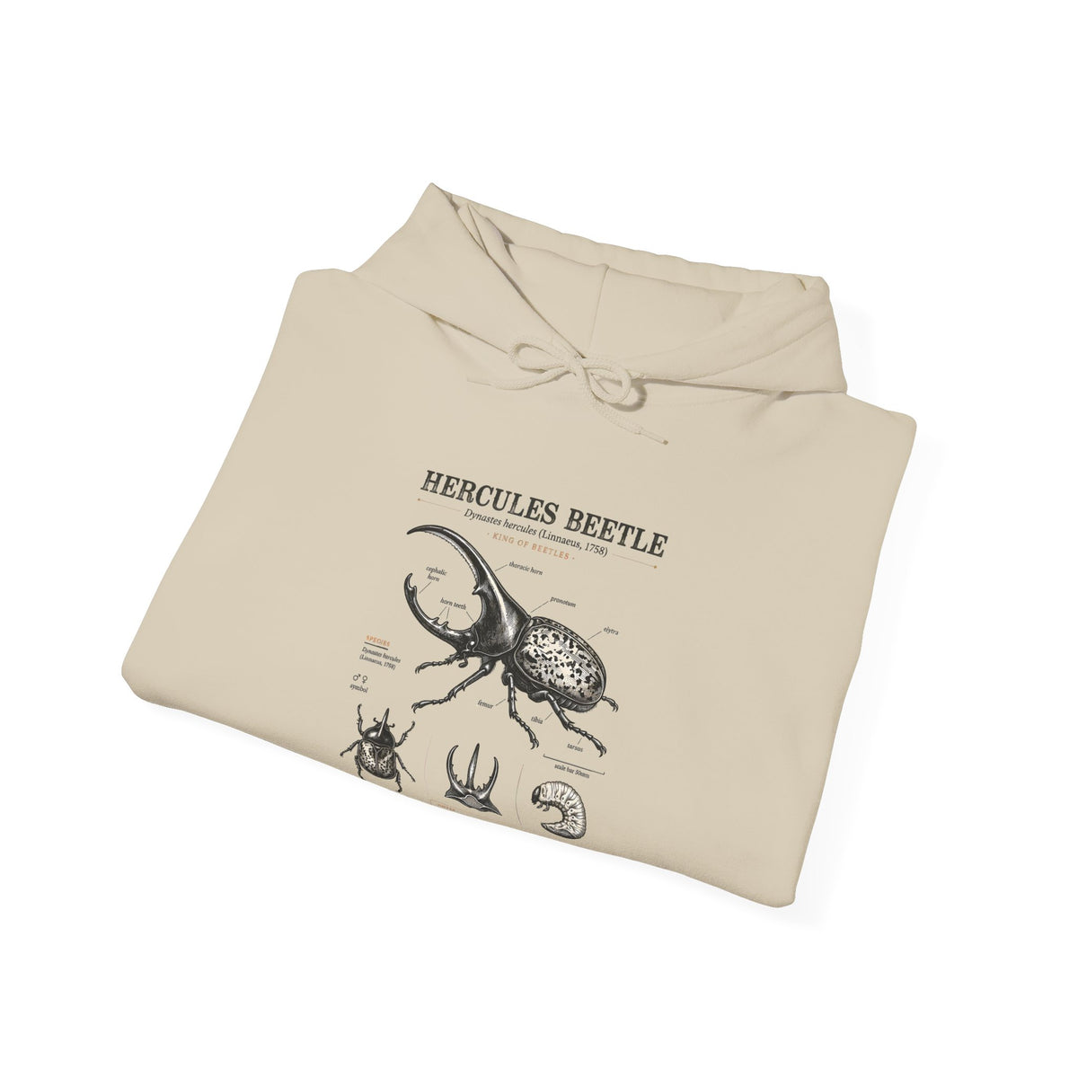 Hercules Beetle Anatomy Hoodie — Vintage Entomology Illustration Sweatshirt