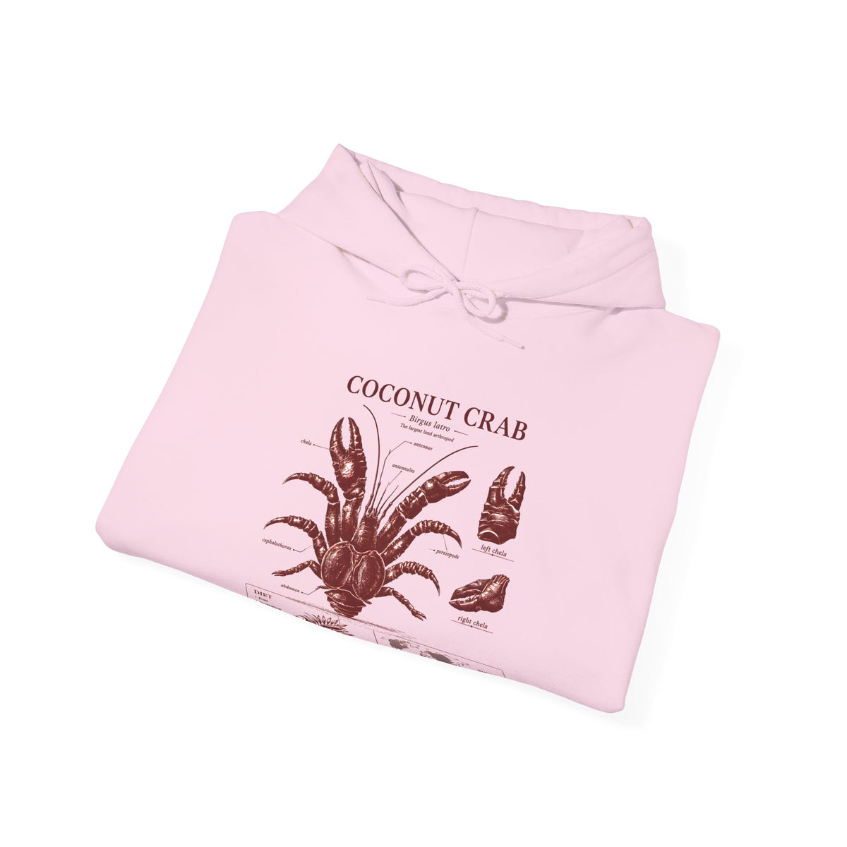 Coconut Crab Anatomy Hoodie — Vintage Botanical & Marine Study Print