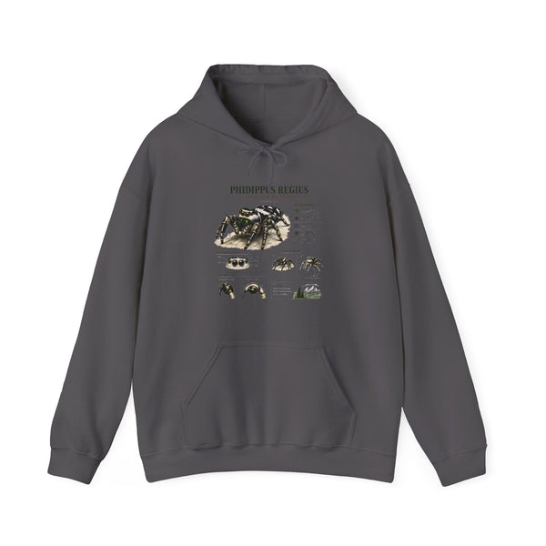 Tarantula Species Hoodie — Phidippus Regius Educational Spider Sweatshirt