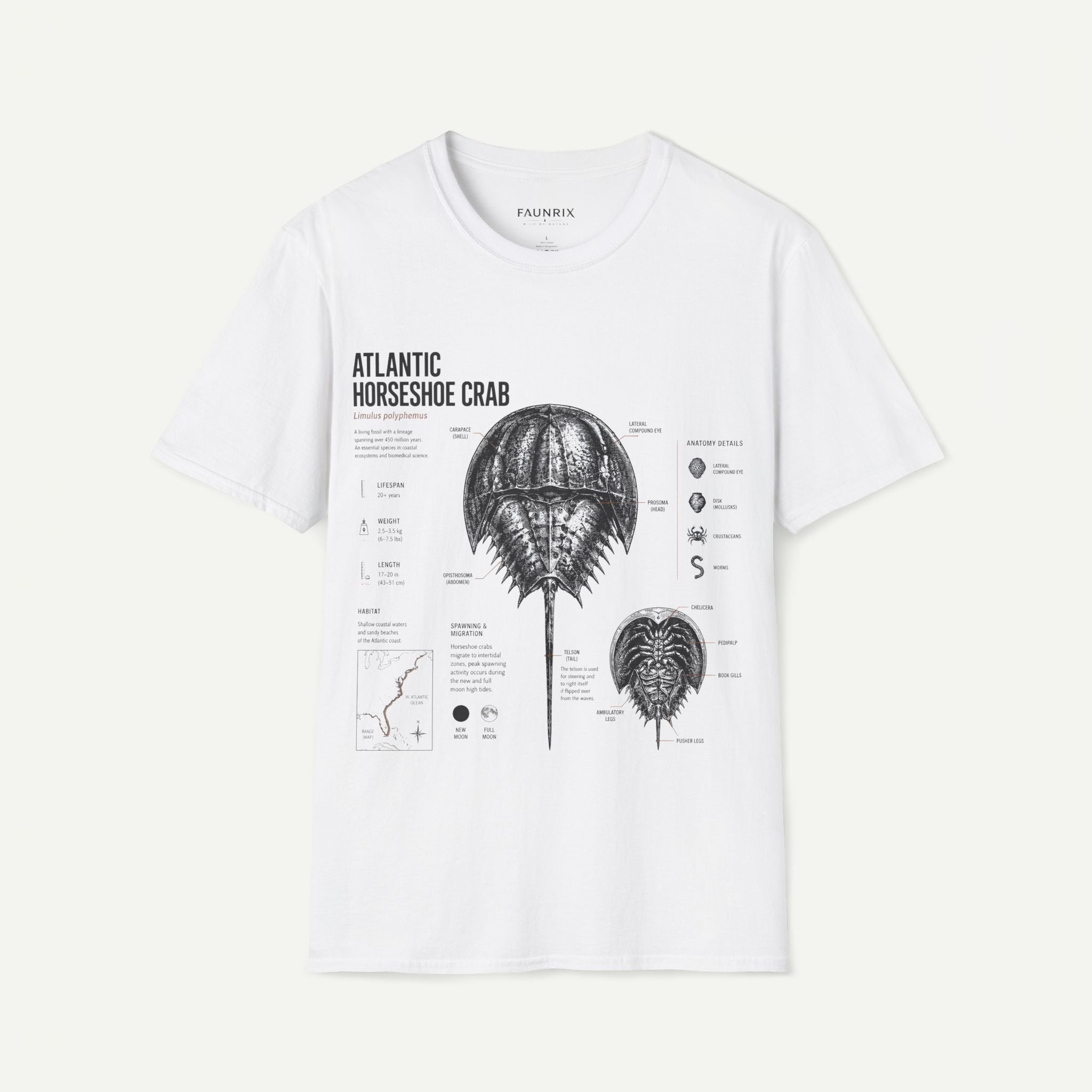 Horseshoe Crab Anatomy T-Shirt — Atlantic Horseshoe Crab Illustration Secondary image