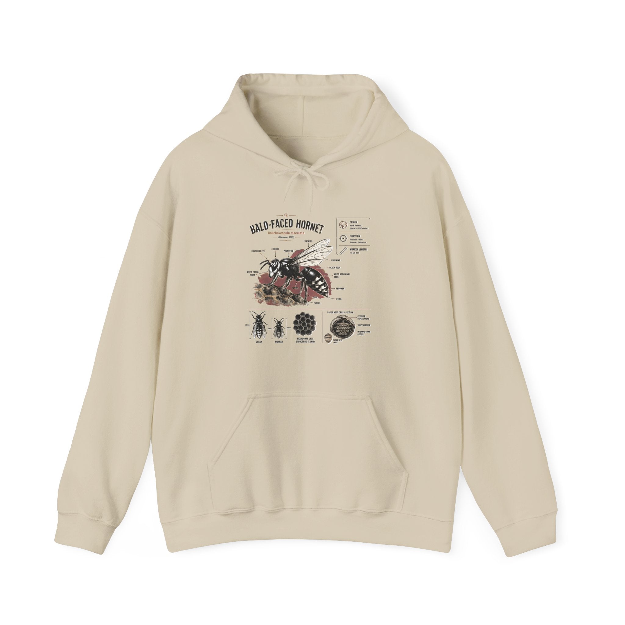 Bee Anatomy Hoodie — Bald-Faced Hornet Illustration & Diagram Sweatshirt Secondary image