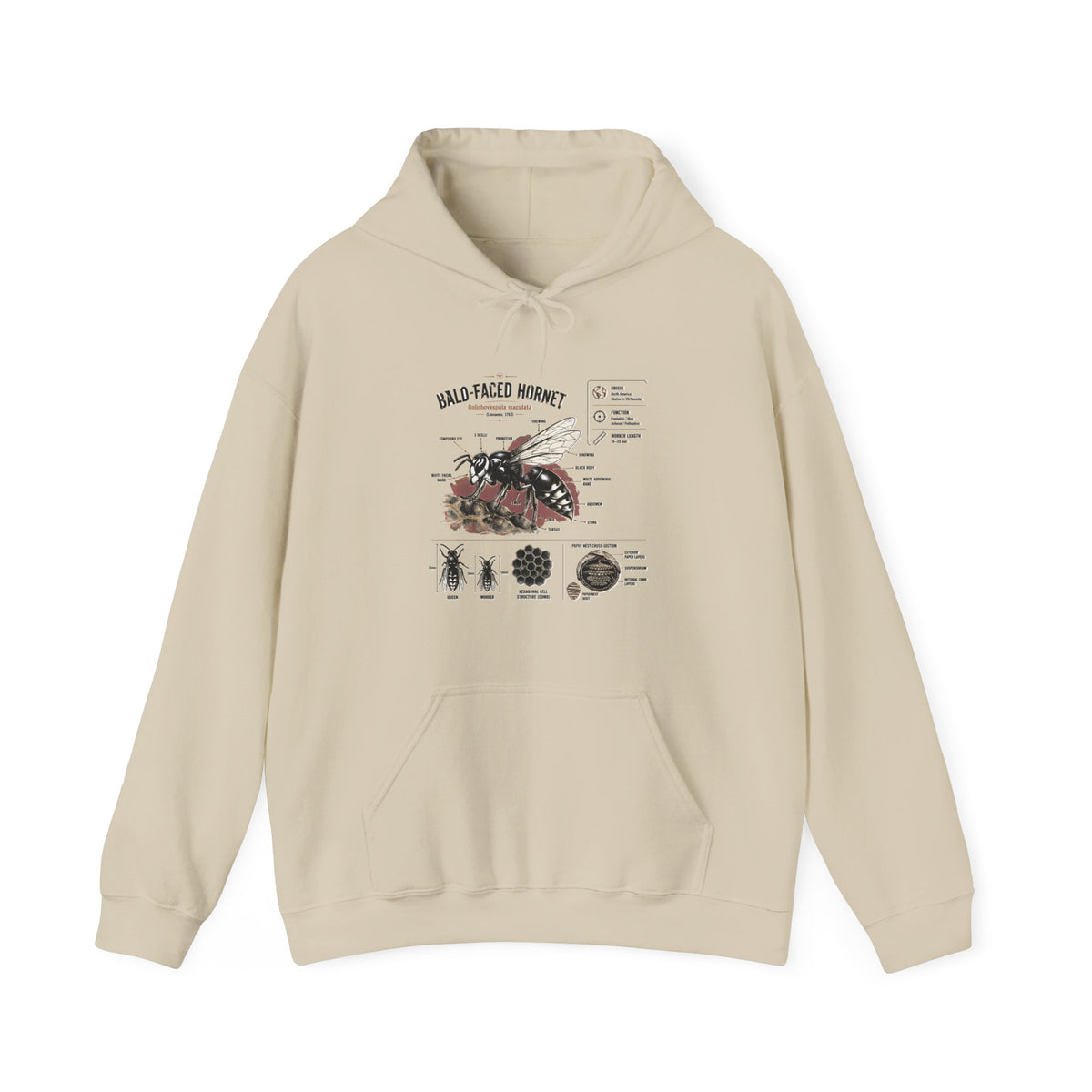 Bee Anatomy Hoodie — Bald-Faced Hornet Illustration & Diagram Sweatshirt