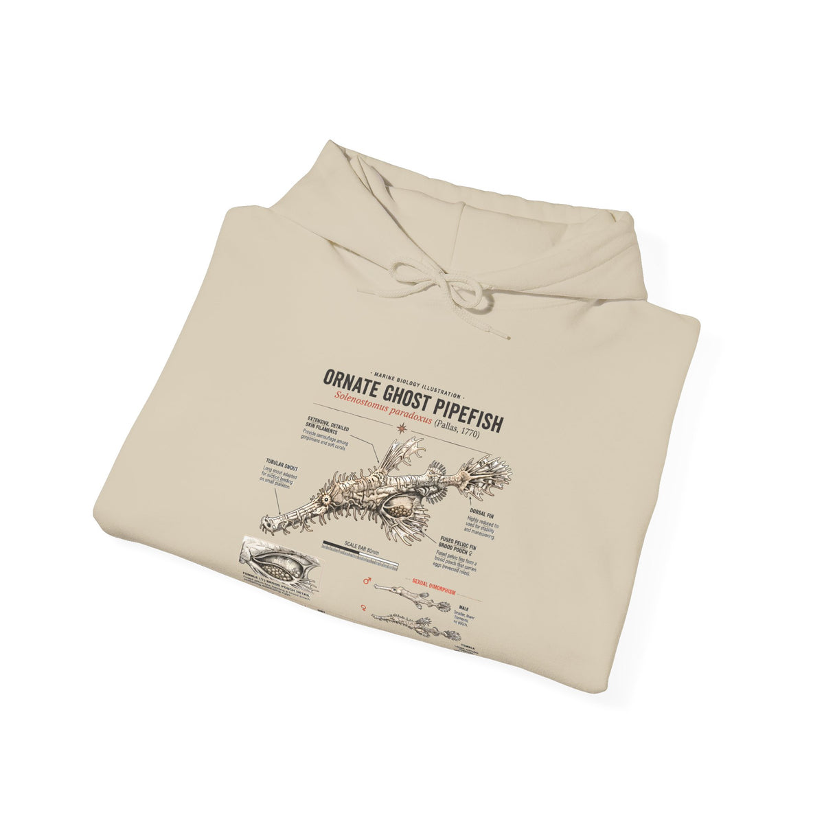 Ornate Ghost Pipefish Anatomy Hoodie — Scientific Diagram Pullover