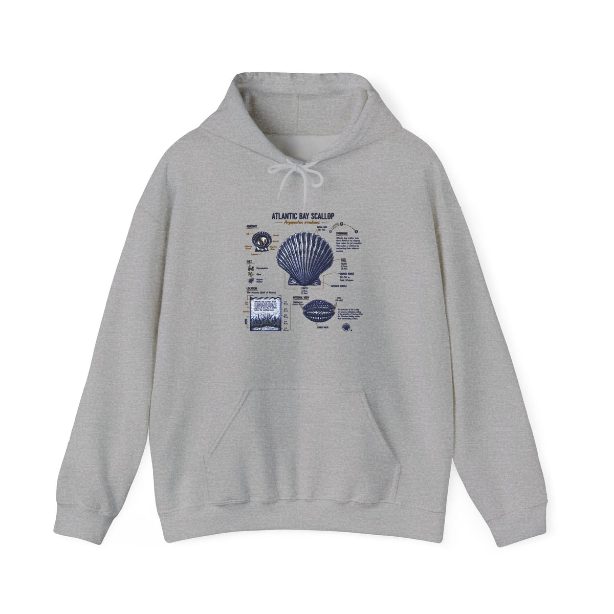 Seashell Anatomy Hoodie – Nautical Beach Diagram Sweatshirt