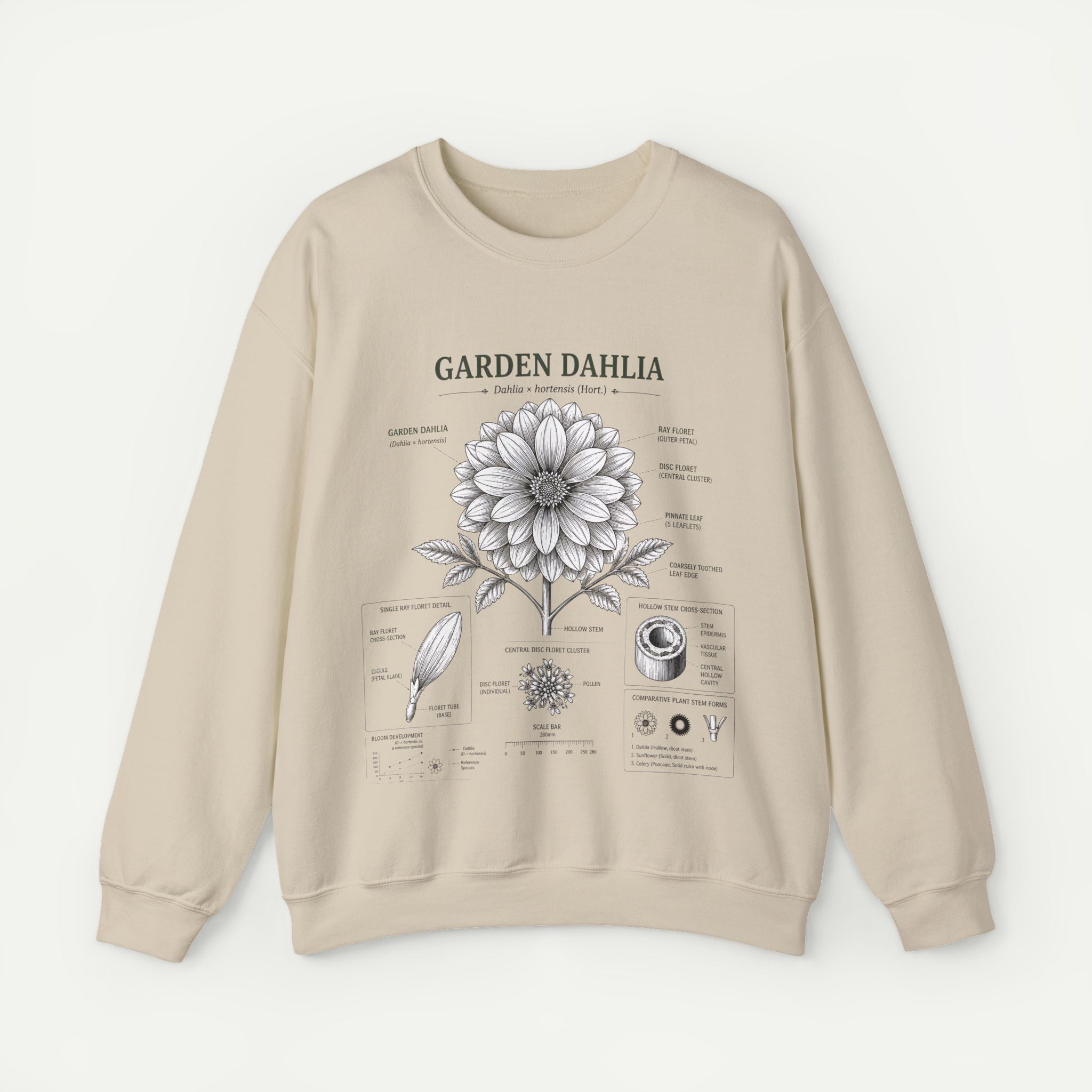 Dahlia Botanical Sweatshirt — Garden Dahlia Floral Diagram Crewneck Secondary image