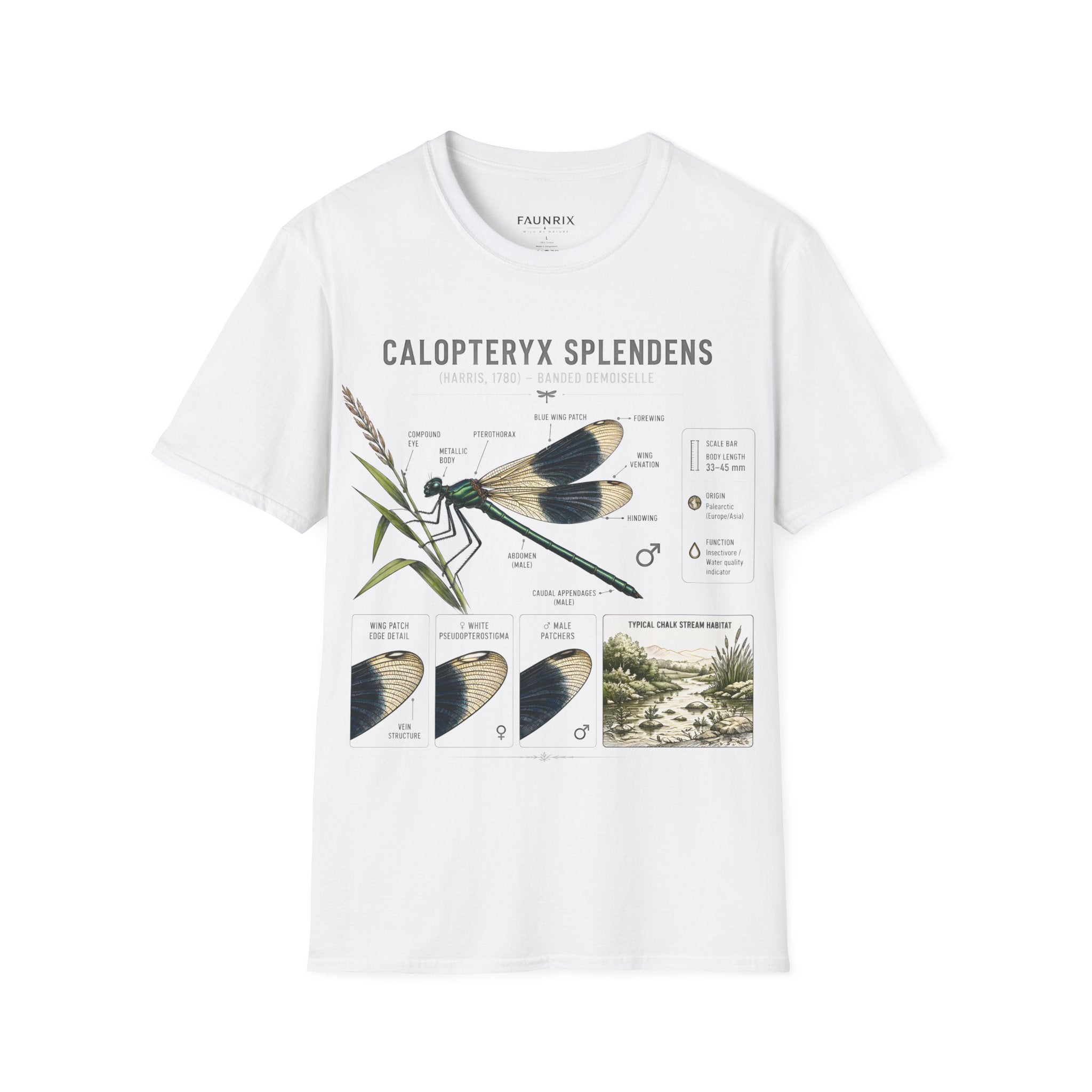 Calopteryx Splendens Anatomy T-Shirt Secondary image