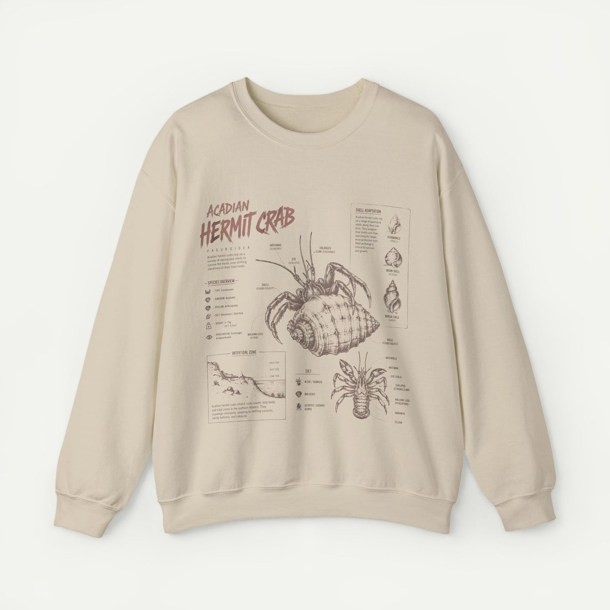 Hermit Crab Anatomy Sweatshirt — Acadian Hermit Crab Illustration
