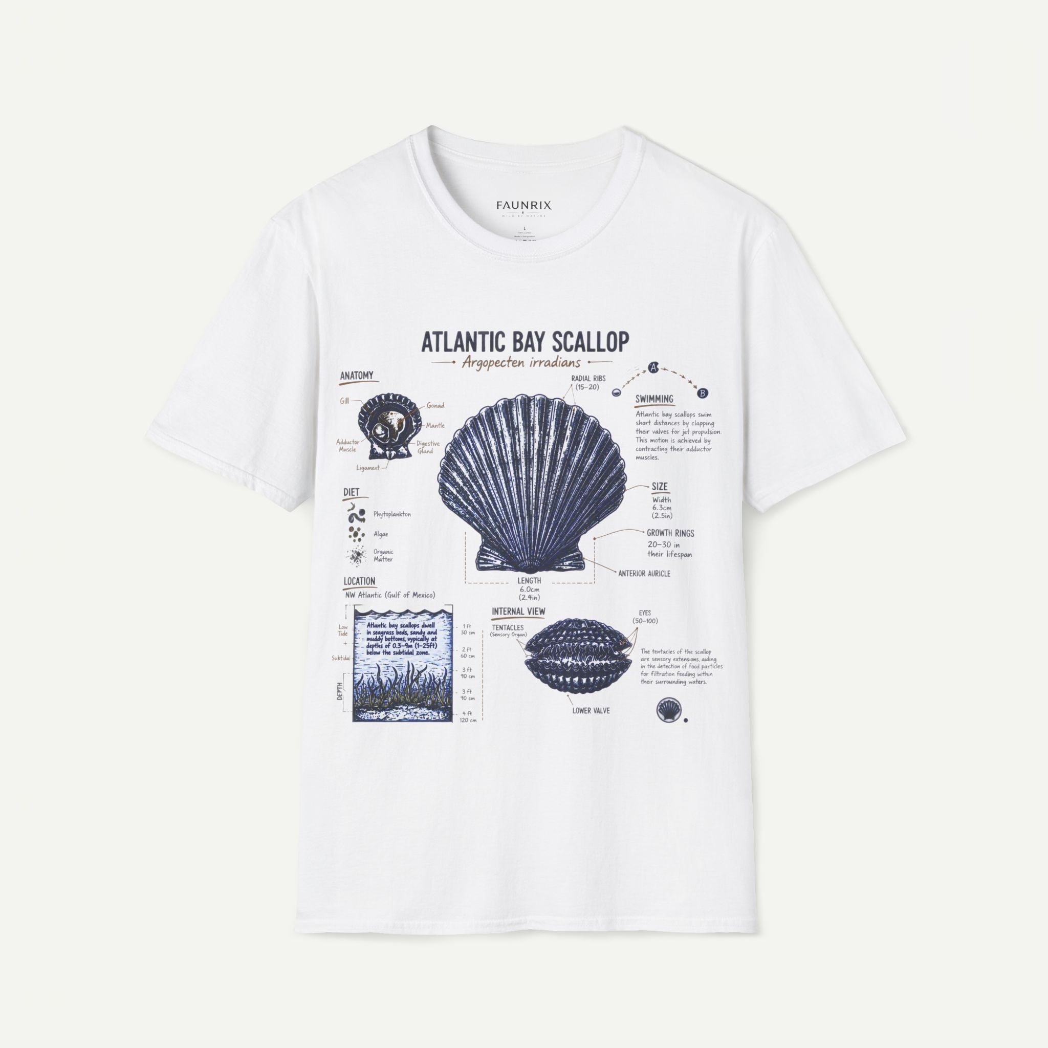 Scallop Shell Anatomy T‑Shirt — Atlantic Bay Scallop Illustration Tee Secondary image