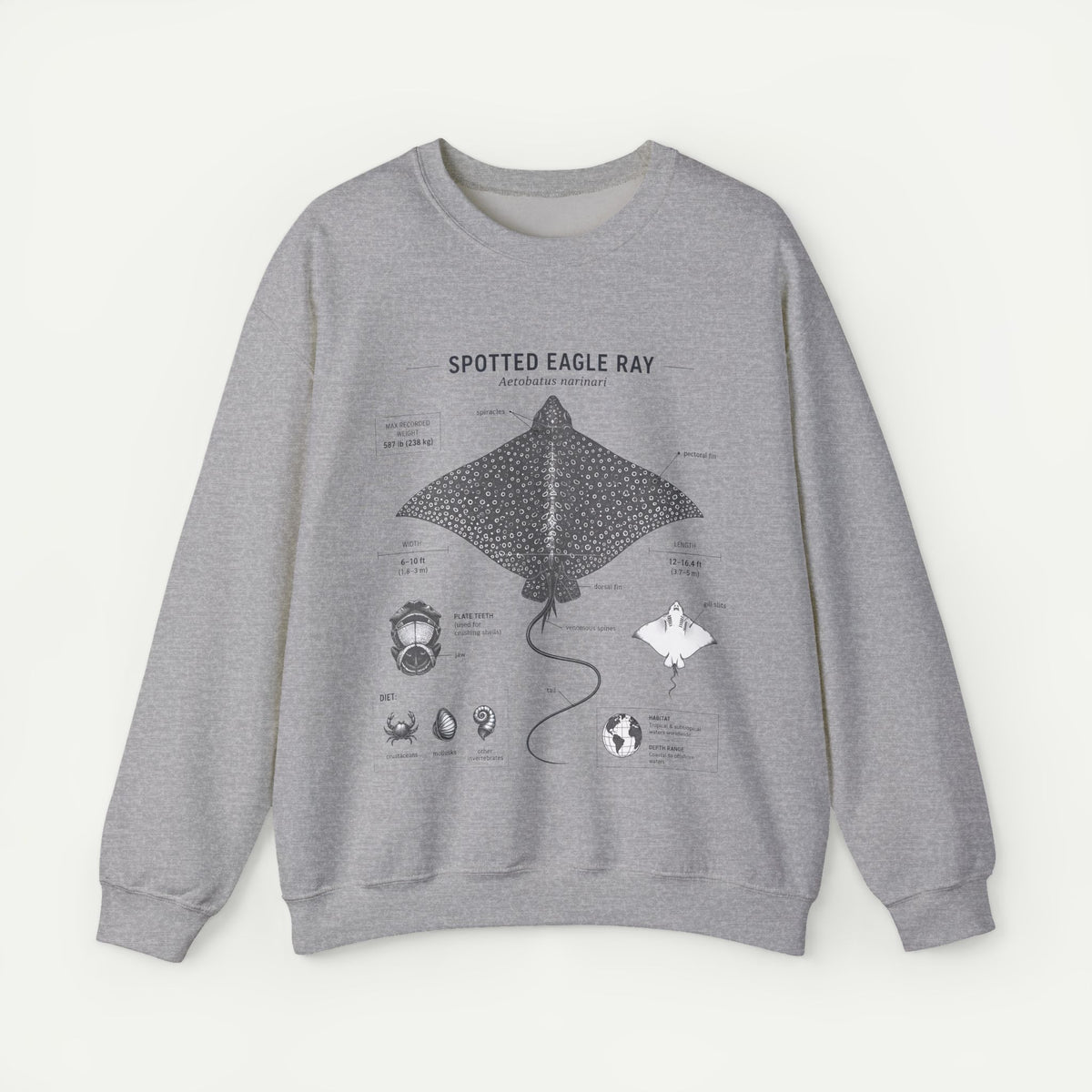 Spotted Eagle Ray Anatomy Sweatshirt – Marine Biology Illustration