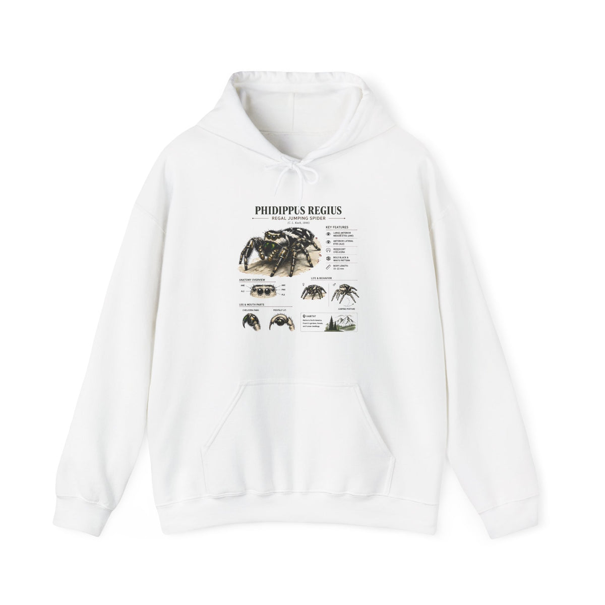 Tarantula Species Hoodie — Phidippus Regius Educational Spider Sweatshirt Main image