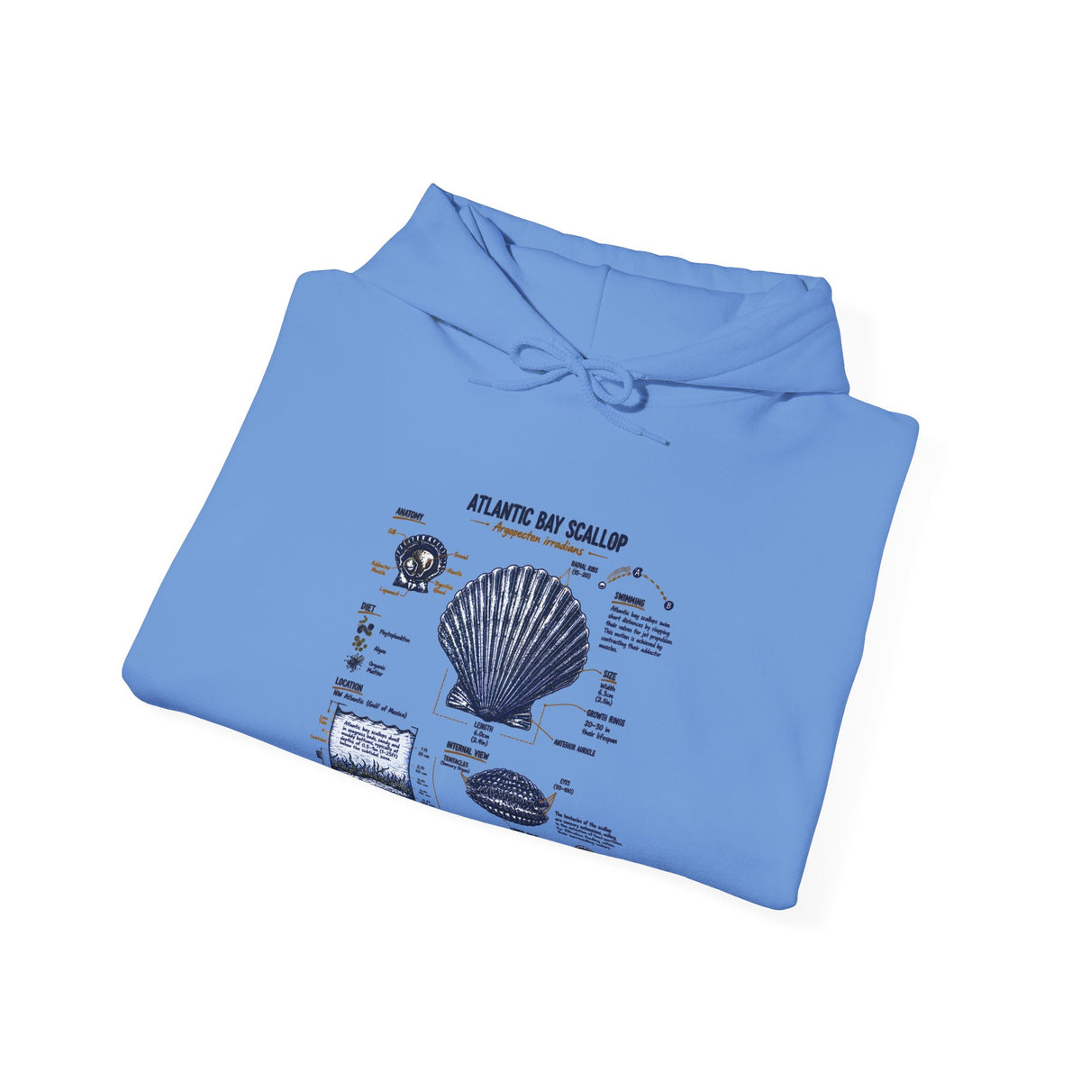 Seashell Anatomy Hoodie – Nautical Beach Diagram Sweatshirt