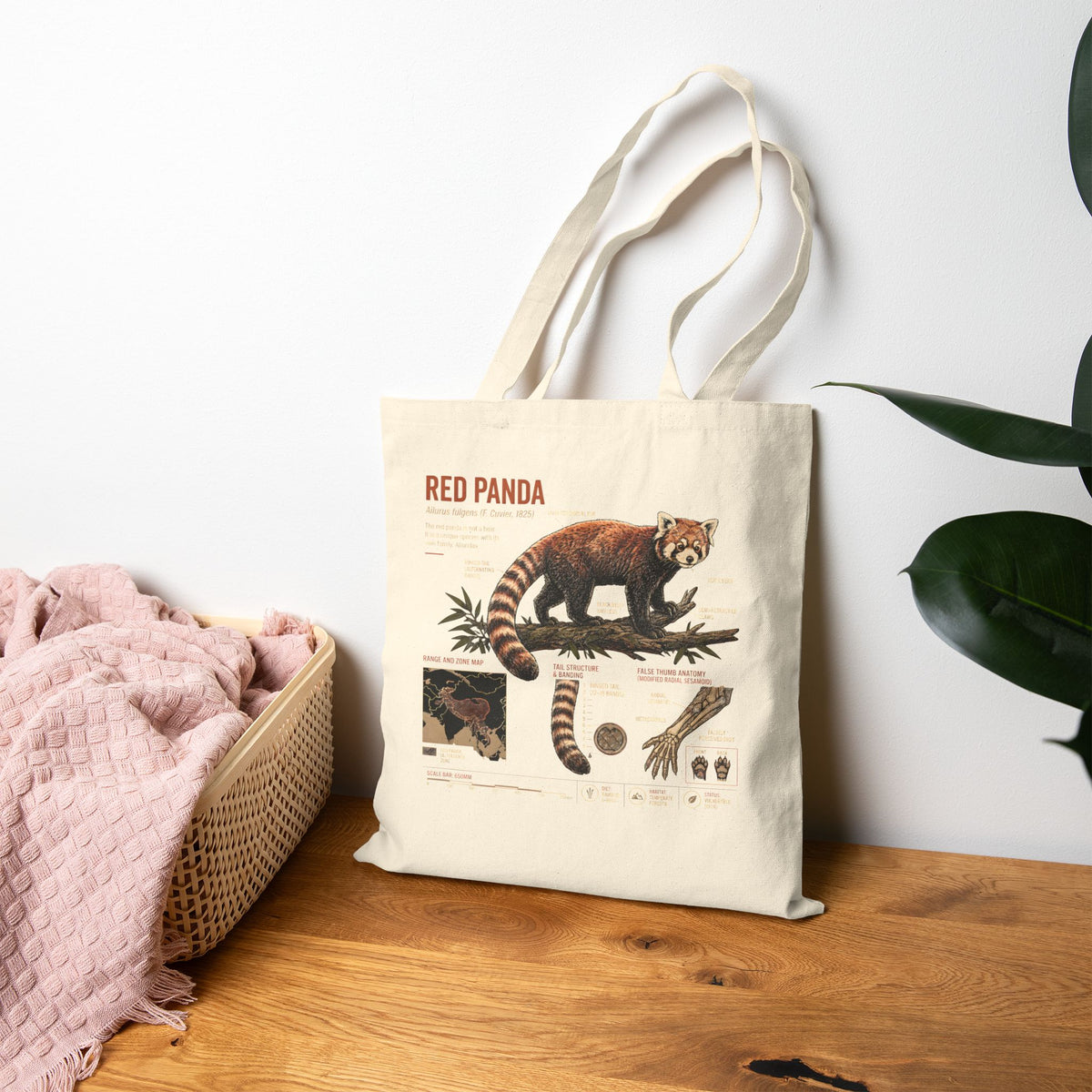 Red Panda Anatomy Canvas Tote Bag — Vintage Wildlife Illustration Eco Shopper