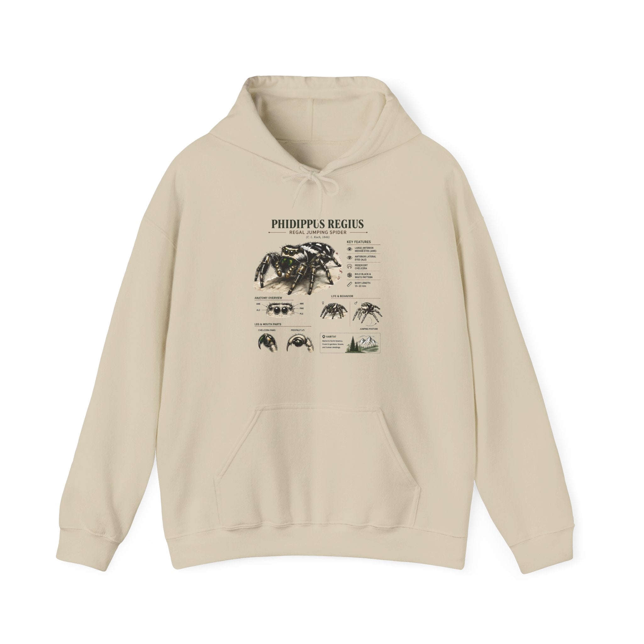 Tarantula Species Hoodie — Phidippus Regius Educational Spider Sweatshirt Secondary image