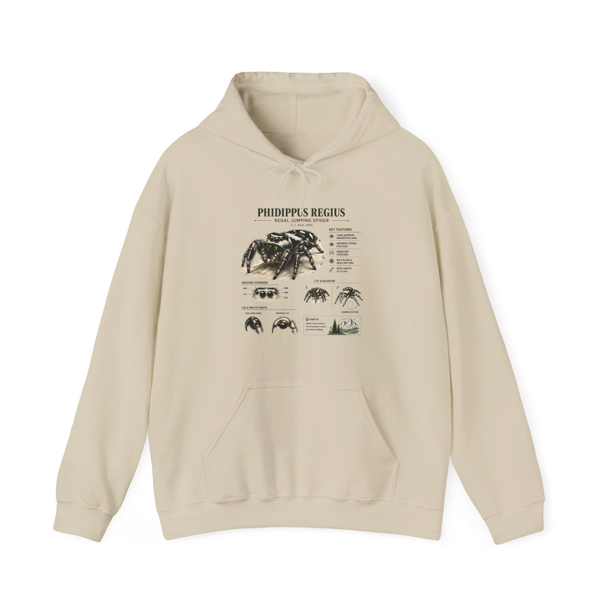 Tarantula Species Hoodie — Phidippus Regius Educational Spider Sweatshirt