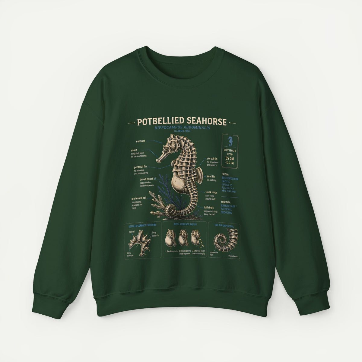 Potbellied Seahorse Anatomy Sweatshirt – Marine Biology Illustration Crewneck