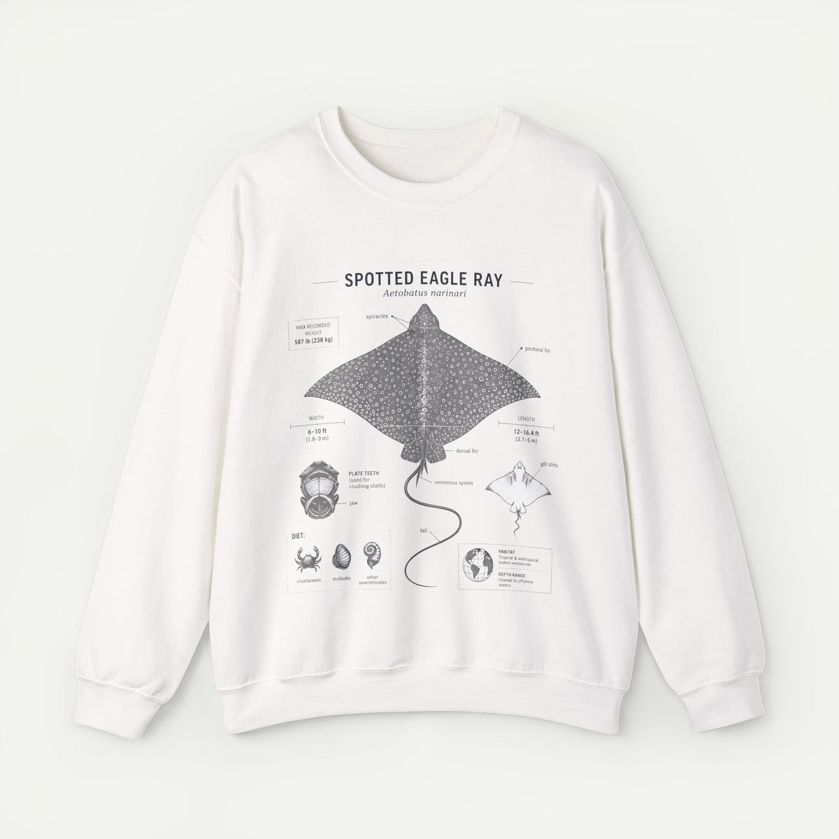 Spotted Eagle Ray Anatomy Sweatshirt – Marine Biology Illustration
