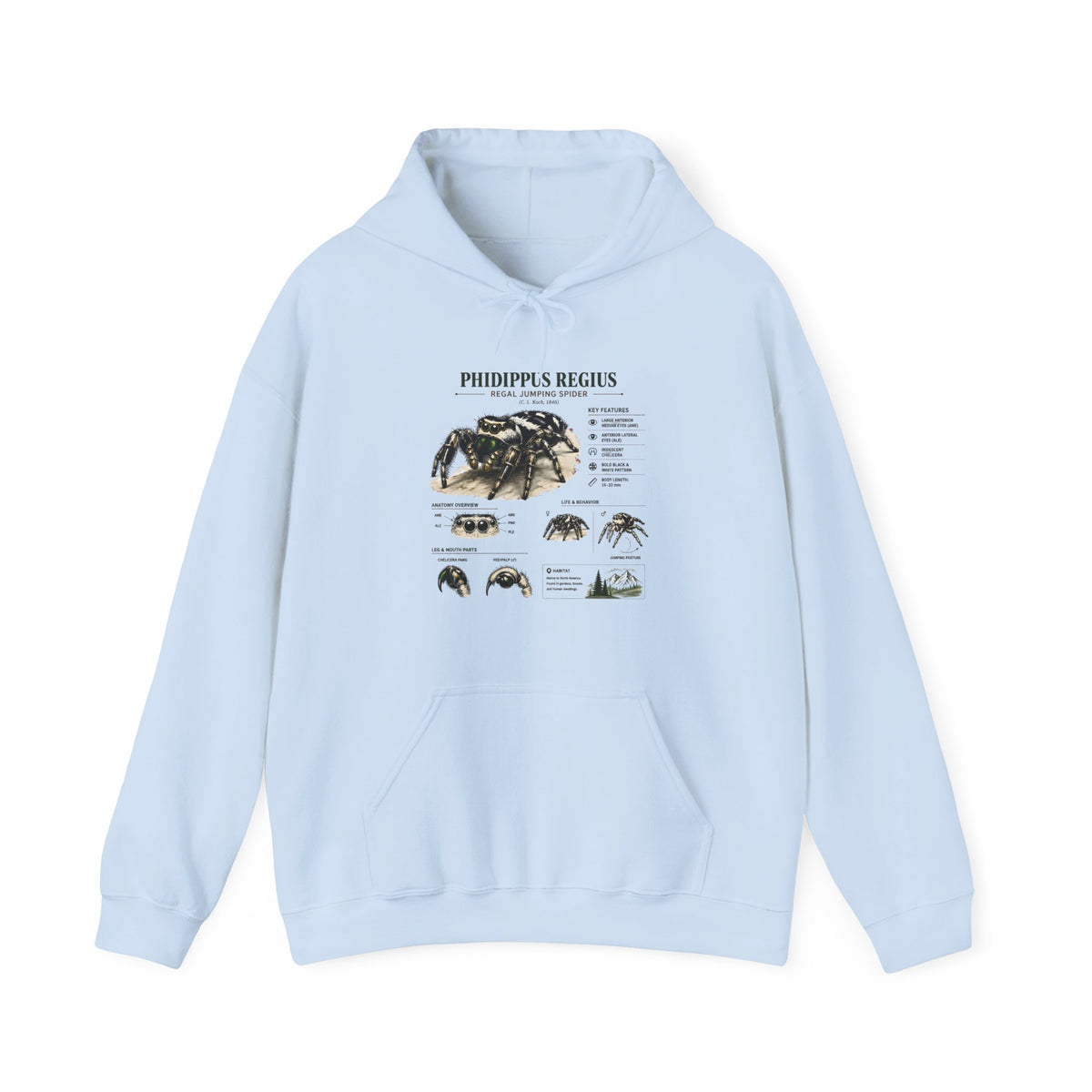 Tarantula Species Hoodie — Phidippus Regius Educational Spider Sweatshirt