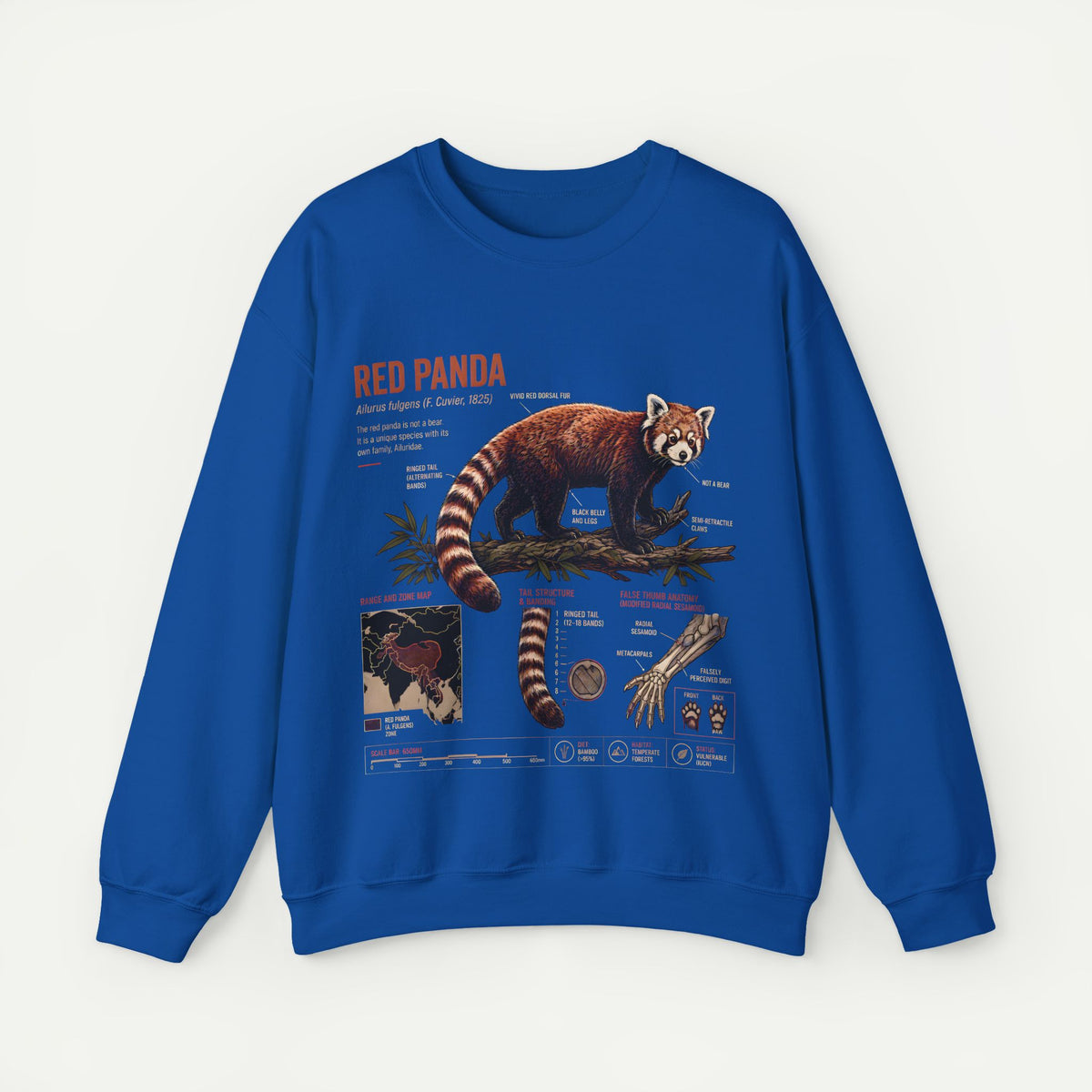 Red Panda Anatomy Sweatshirt — Vintage Wildlife Crewneck