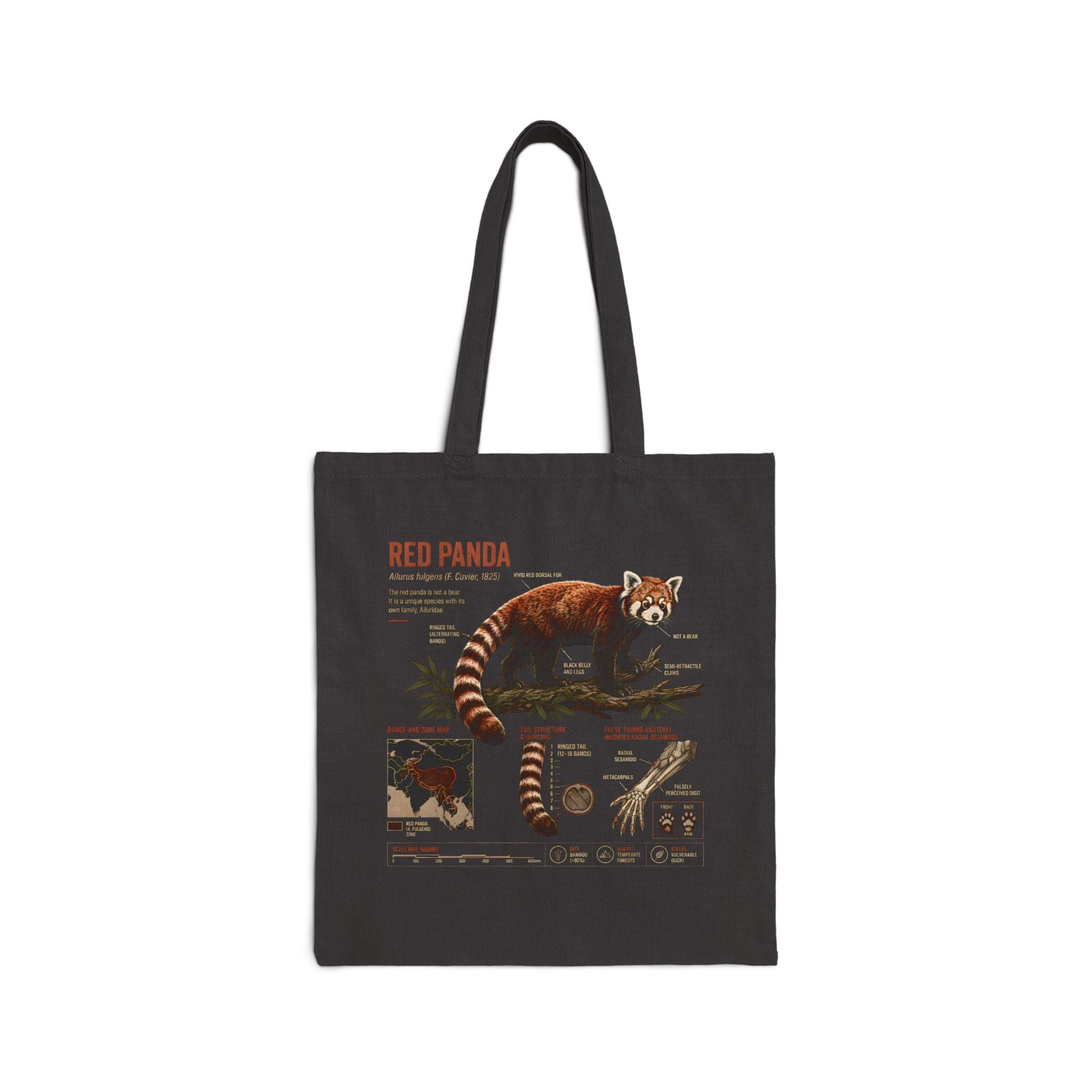 Red Panda Anatomy Canvas Tote Bag — Vintage Wildlife Illustration Eco Shopper Secondary image