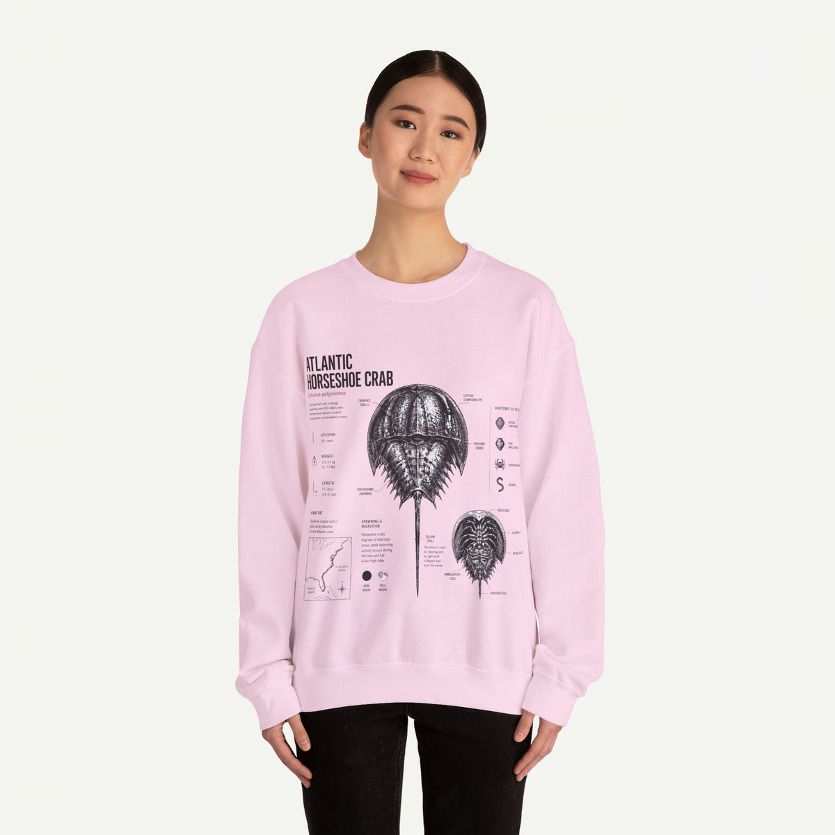 Horseshoe Crab Anatomy Sweatshirt — Atlantic Horseshoe Crab Illustration Crewneck