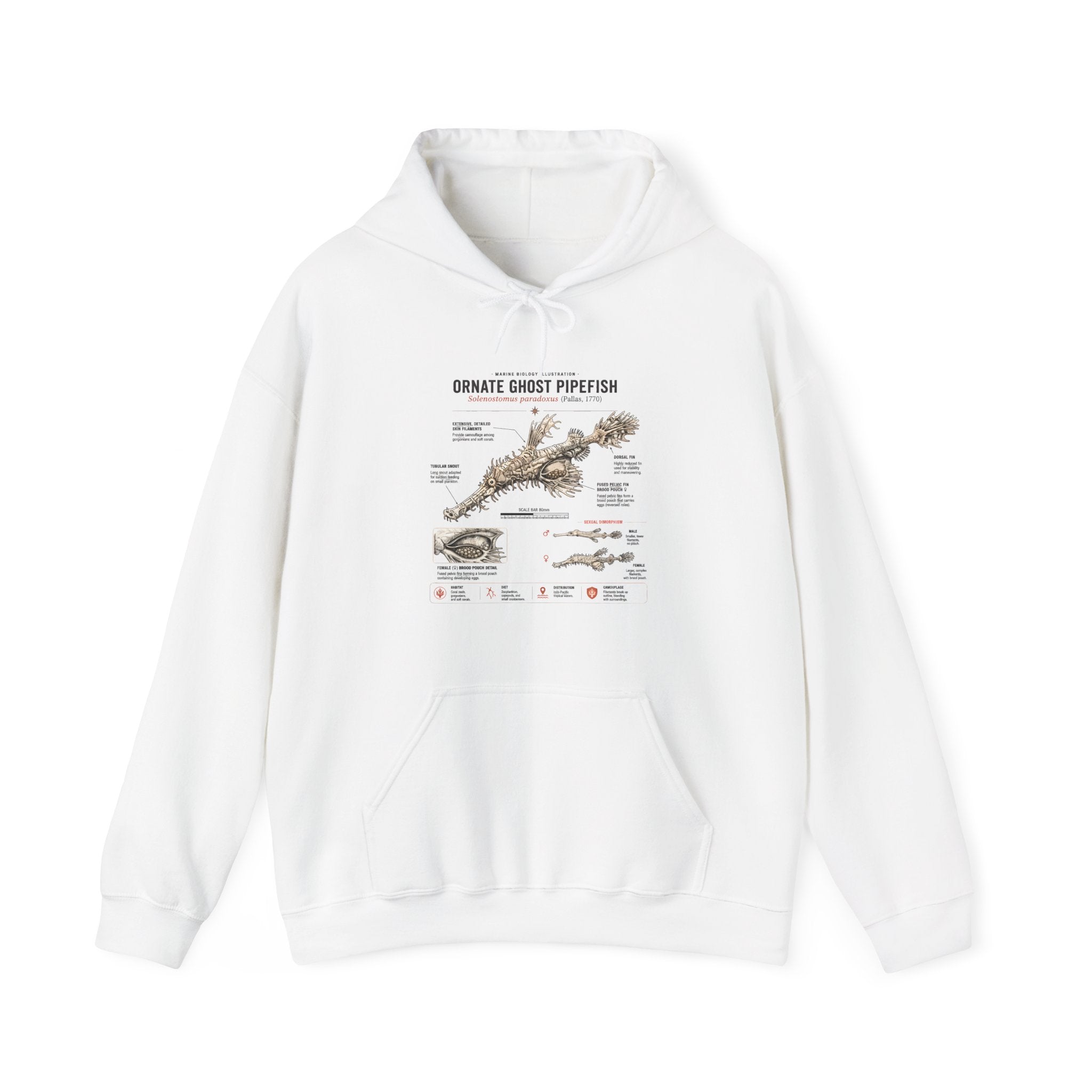 Ornate Ghost Pipefish Anatomy Hoodie — Scientific Diagram Pullover Secondary image