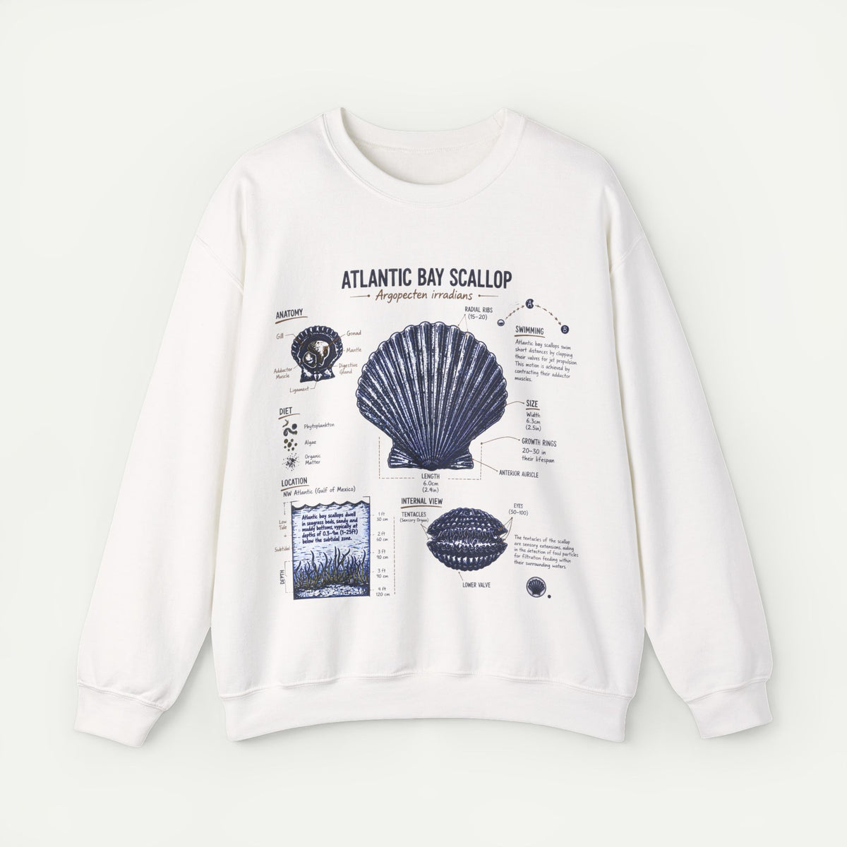 Scallop Anatomy Sweatshirt — Atlantic Bay Seashell Illustration Crewneck