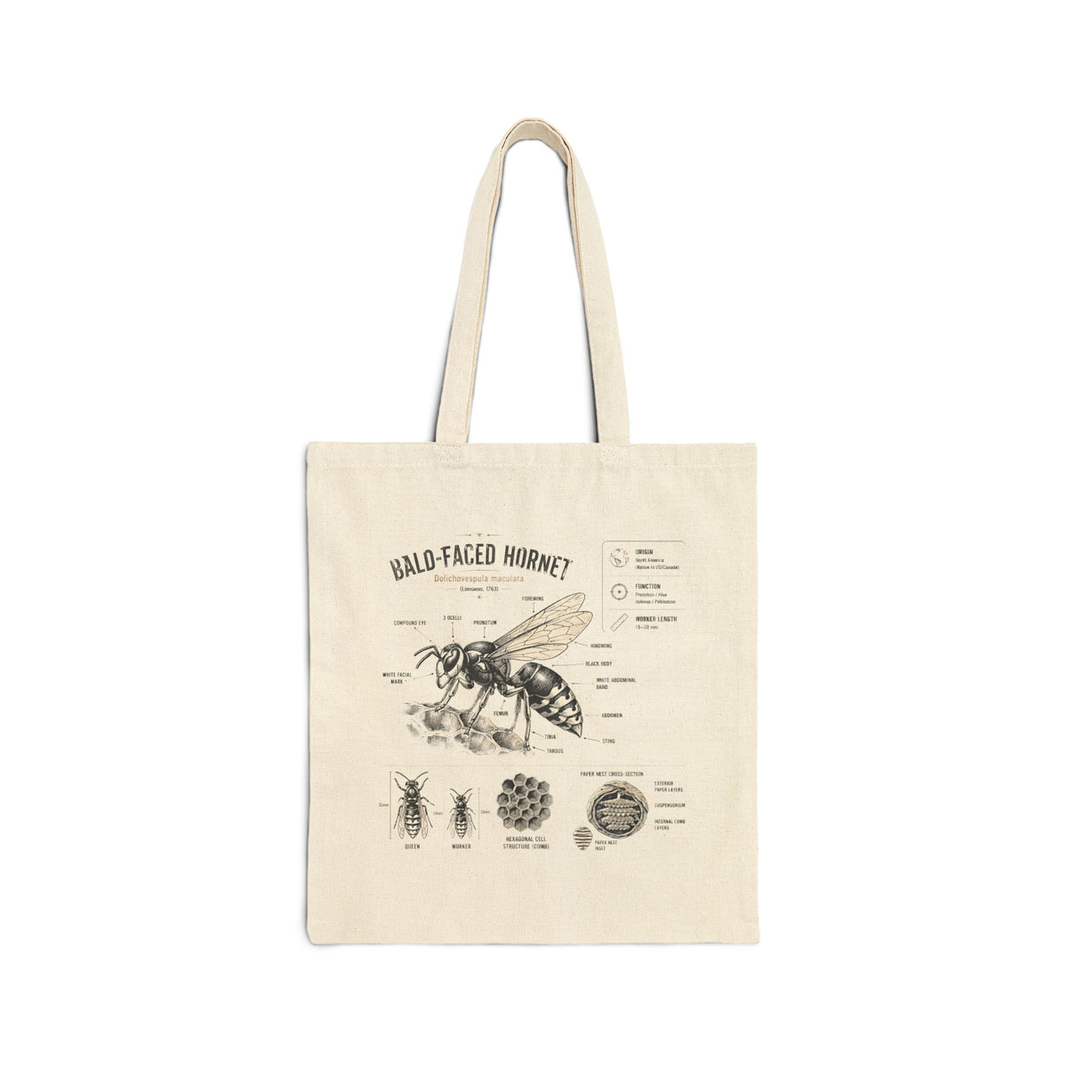 Bald-Faced Hornet Anatomy Cotton Tote Bag — Vintage Entomology Illustration Main image