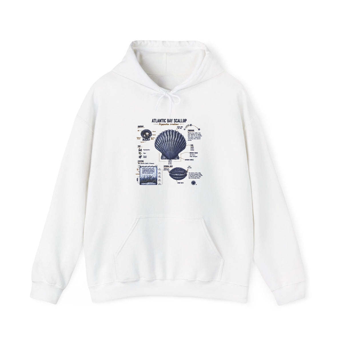 Seashell Anatomy Hoodie – Nautical Beach Diagram Sweatshirt Main image
