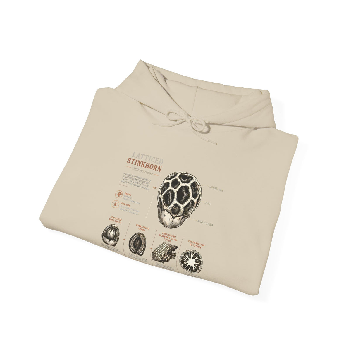 Hoodie — Mushroom Anatomy Chart Graphic Hoodie