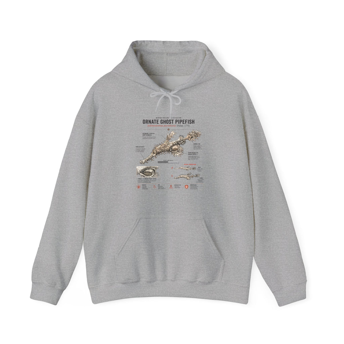Ornate Ghost Pipefish Anatomy Hoodie — Scientific Diagram Pullover Main image