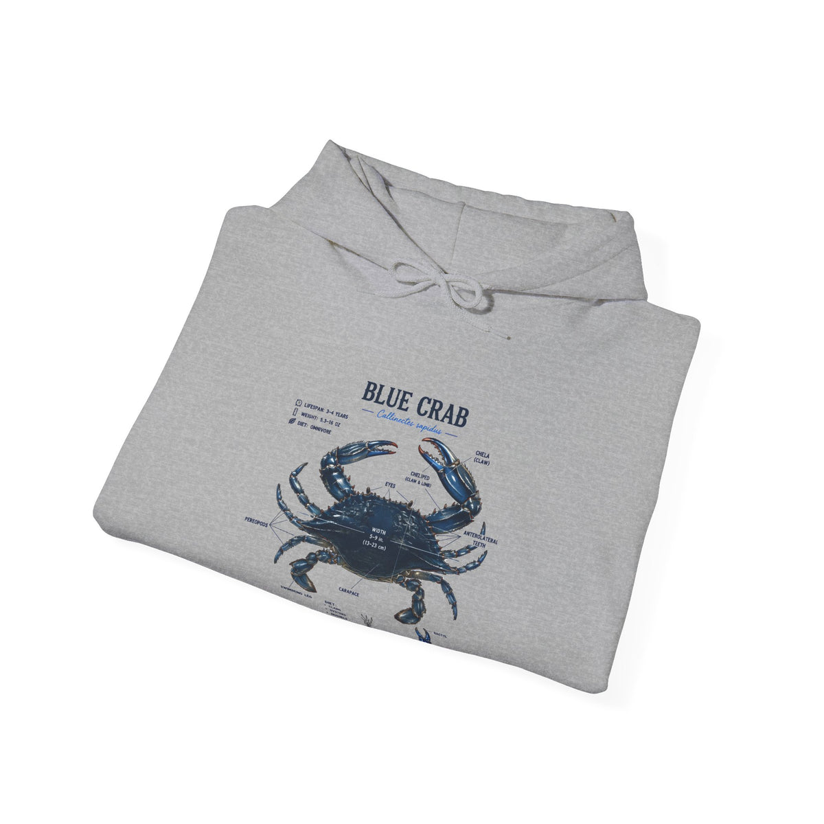 Blue Crab Anatomy Hoodie — Nautical Marine Biology Graphic Sweatshirt