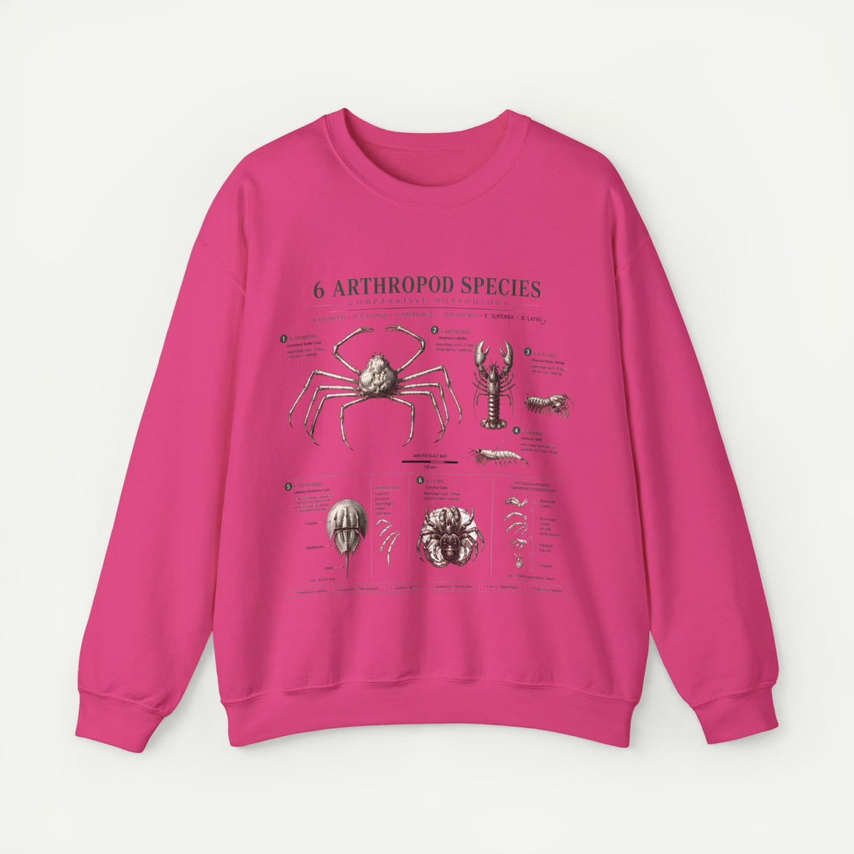 Arthropod Species Crewneck Sweatshirt — Vintage Scientific Bug Anatomy Pullover