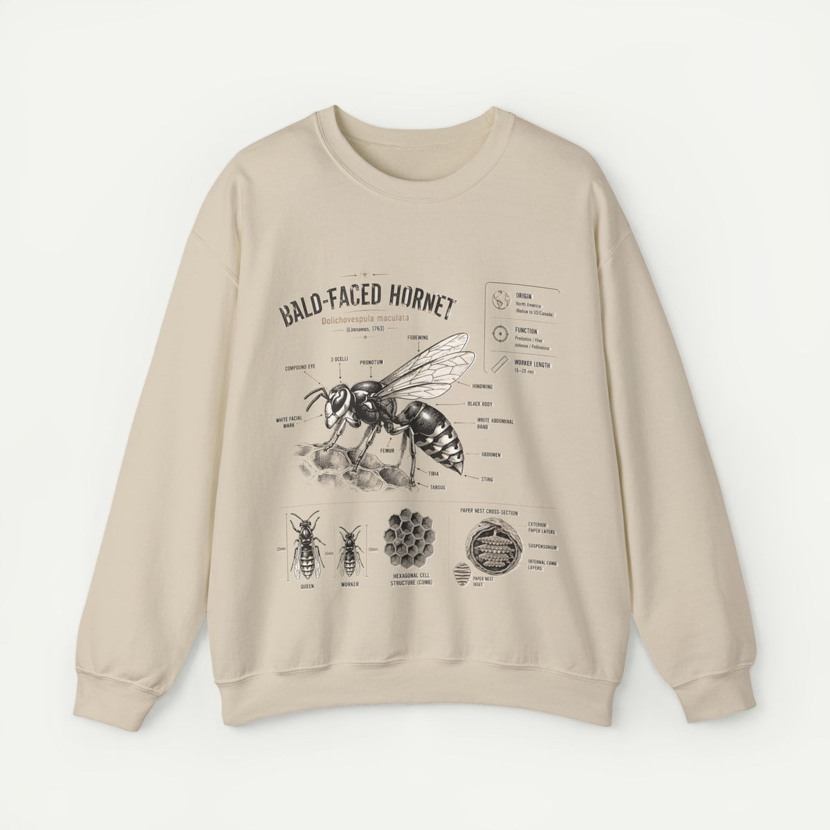 Hornet Anatomy Sweatshirt — Bald-Faced Hornet Diagram Crewneck