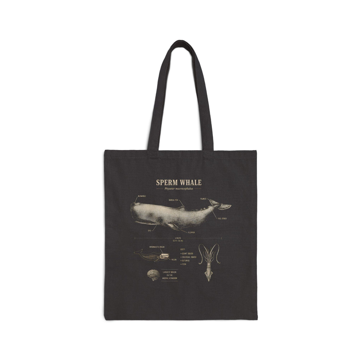 Whale Sketch Anatomy Tote Bag – Minimal Ocean Art Canvas Tote