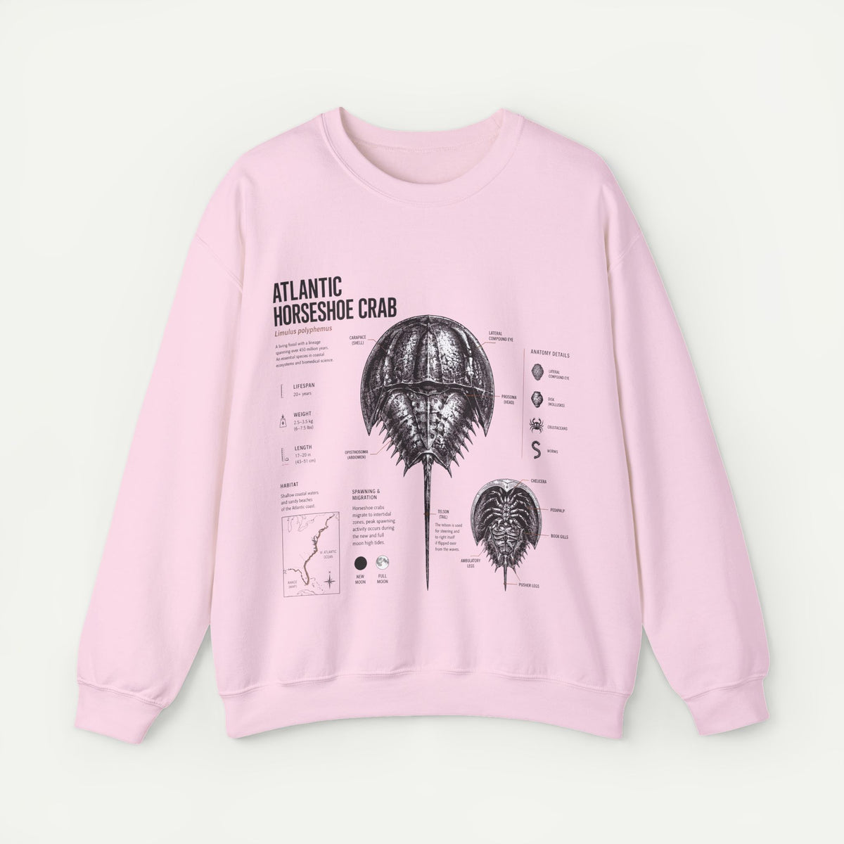 Horseshoe Crab Anatomy Sweatshirt — Atlantic Horseshoe Crab Illustration Crewneck