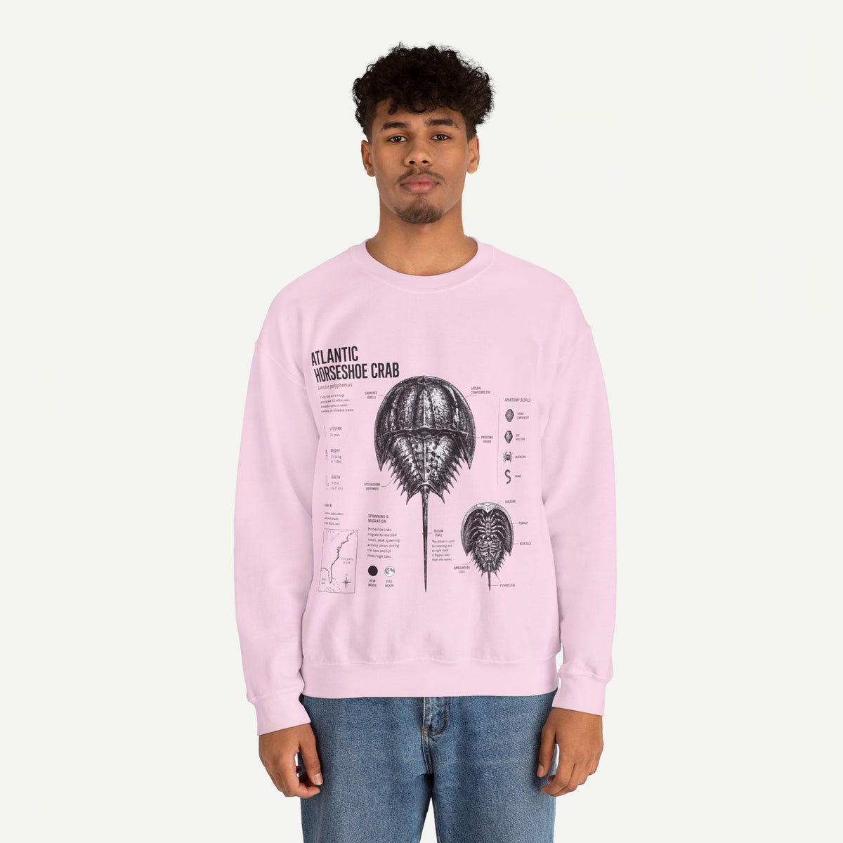 Horseshoe Crab Anatomy Sweatshirt — Atlantic Horseshoe Crab Illustration Crewneck