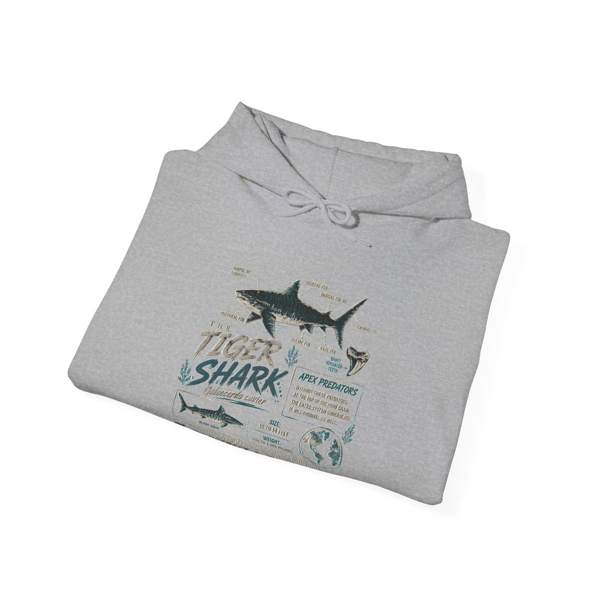 Tiger Shark Illustration Hoodie — Marine Biology Graphic Pullover (Tiger Shark Facts)