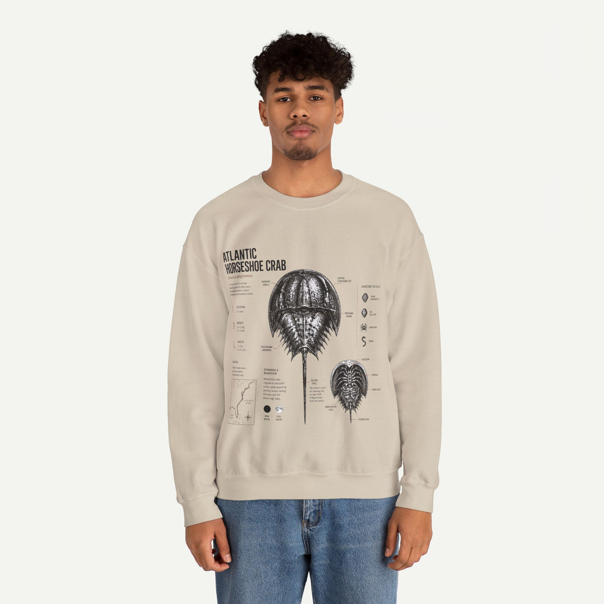Horseshoe Crab Anatomy Sweatshirt — Atlantic Horseshoe Crab Illustration Crewneck