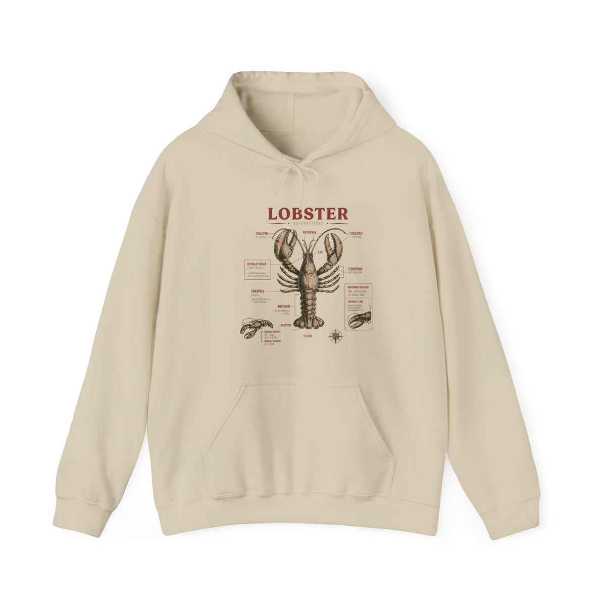 Lobster Anatomy Hoodie – Nautical Seafood Illustration Pullover