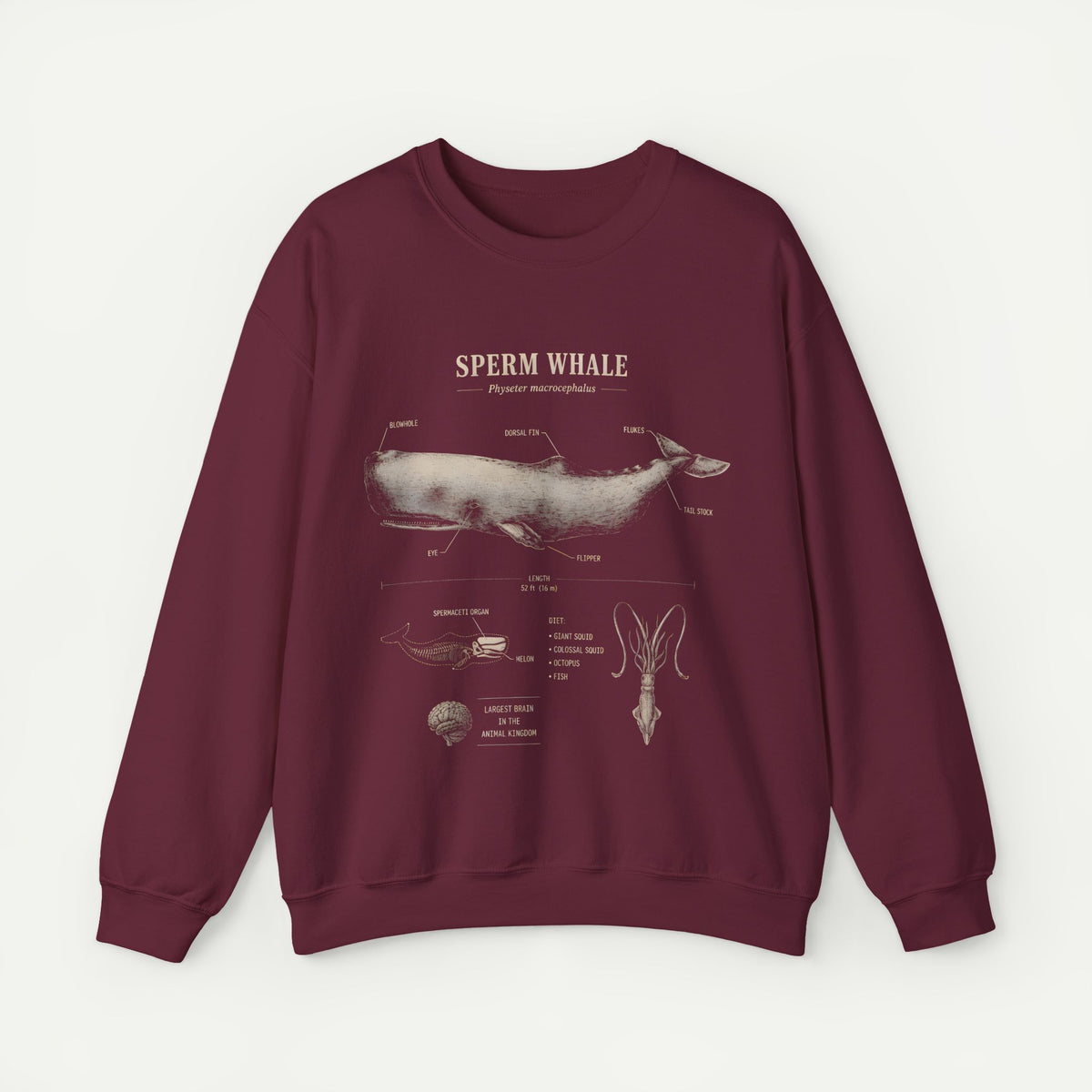 Sperm Whale Anatomy Sweatshirt — Vintage Marine Biology Illustration