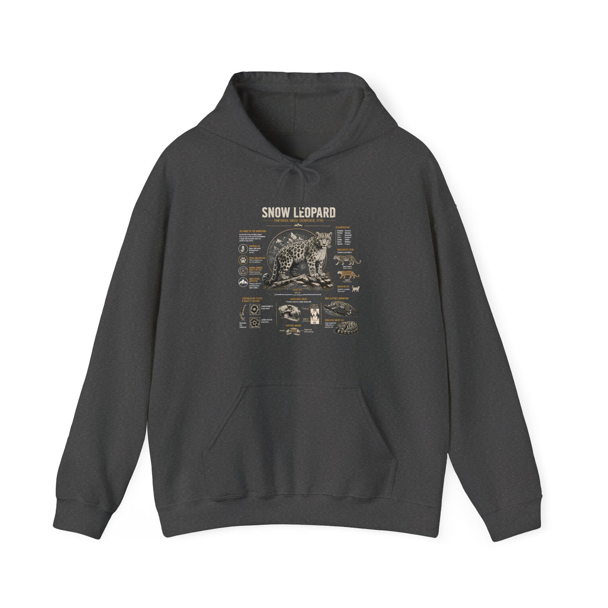 Bear Anatomy Hoodie — Vintage Wildlife Illustration Sweatshirt Main image
